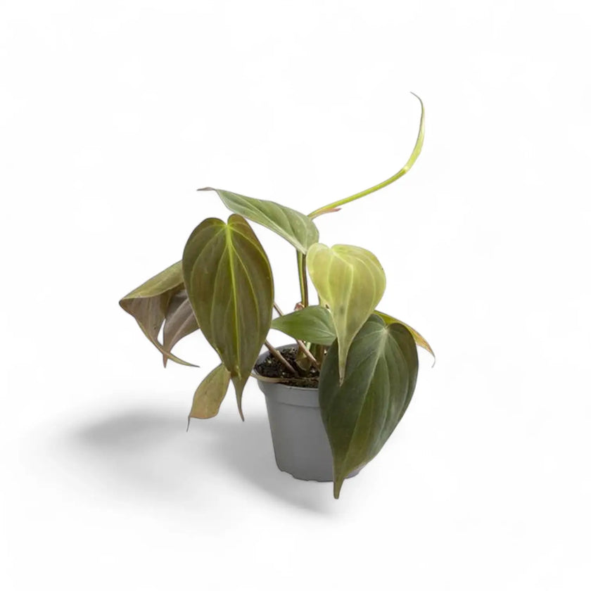 Philodendron micans (Philodendron hederaceum var. hederaceum) potted houseplant in nursery pot on white background, product photo 2.