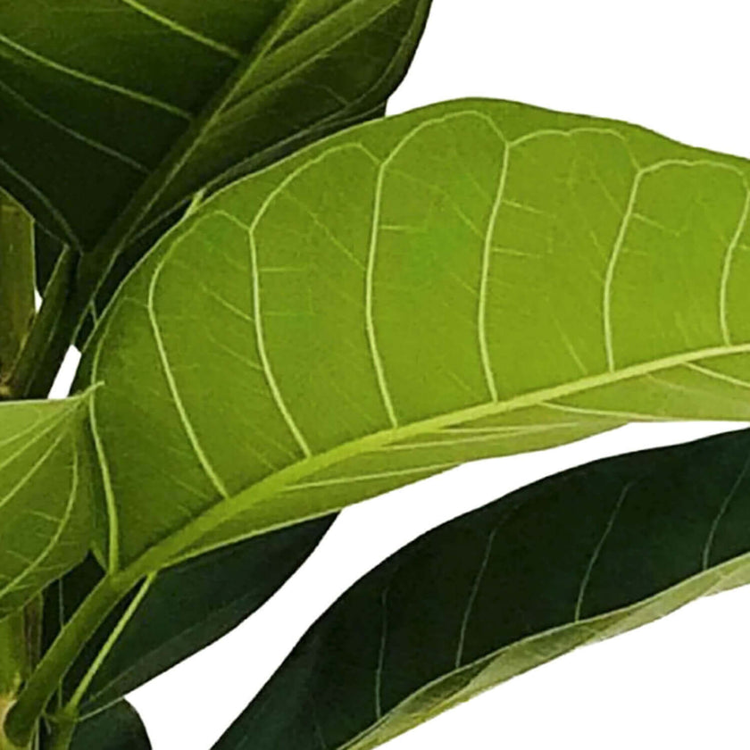 Nahaufnahme eines Blatts von Ficus benghalensis 'Roy' vor weiĂem Hintergrund.