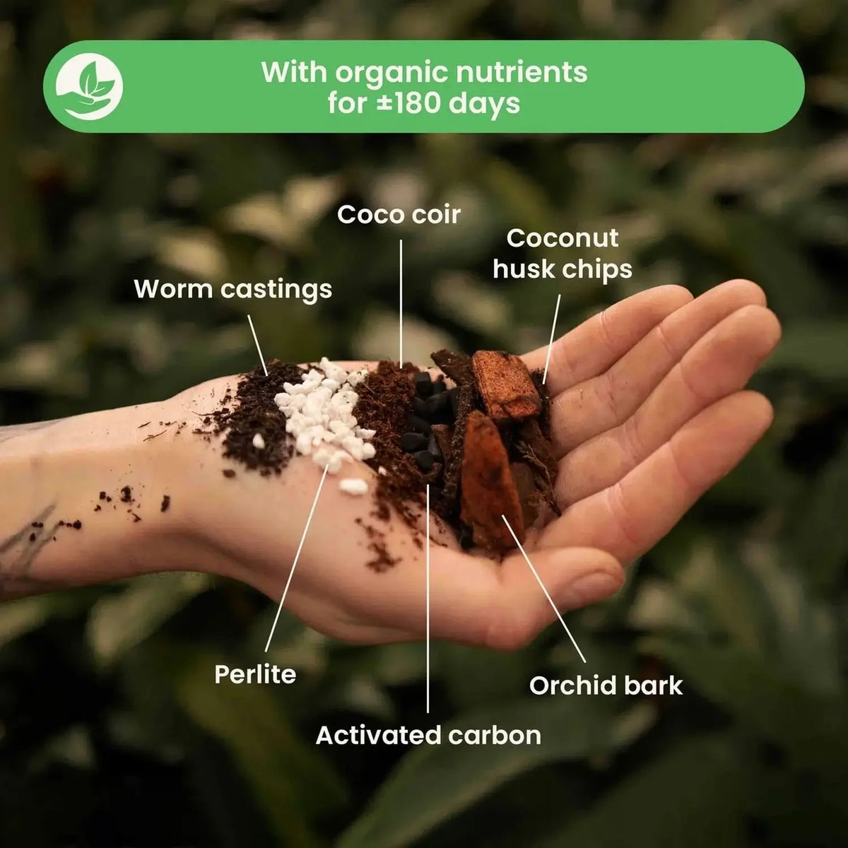 Anthurium-Substratmischung auf weißem Hintergrund, Produktfoto 3.