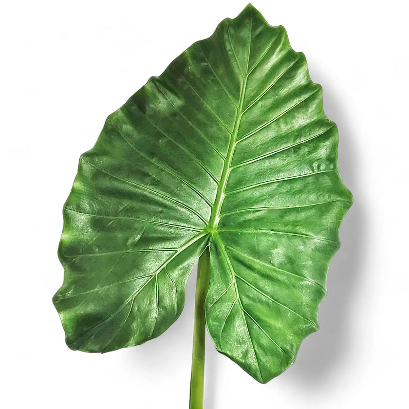 Alocasia 'Thunder Waves' ('Portodora') leaf close-up on white background.