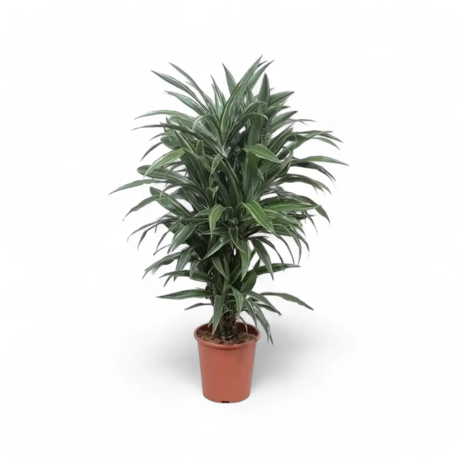 Dracaena fragrans ‘Warneckii’ – Topfpflanze im Kulturtopf vor weißem Hintergrund, Produktfoto 13.