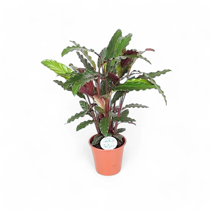 Goeppertia (Calathea) rufibarba potted houseplant in nursery pot on white background, product photo 2.