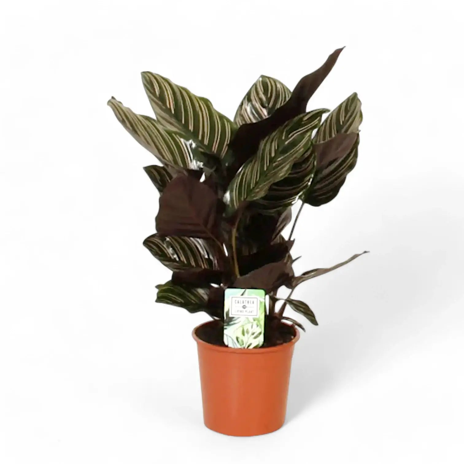 Goeppertia (Calathea) ornata – Topfpflanze im Kulturtopf vor weißem Hintergrund, Produktfoto 5.