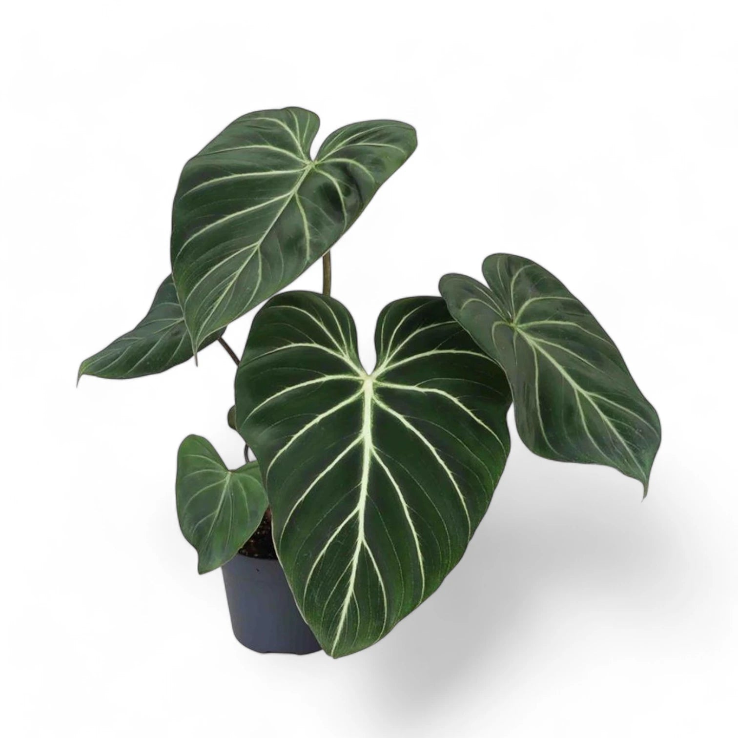 Philodendron gloriosum dark form – Topfpflanze im Kulturtopf vor weißem Hintergrund, Produktfoto 9.