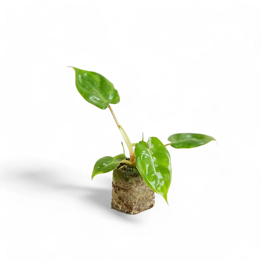Philodendron billietiae potted houseplant in nursery pot on white background, product photo 3.