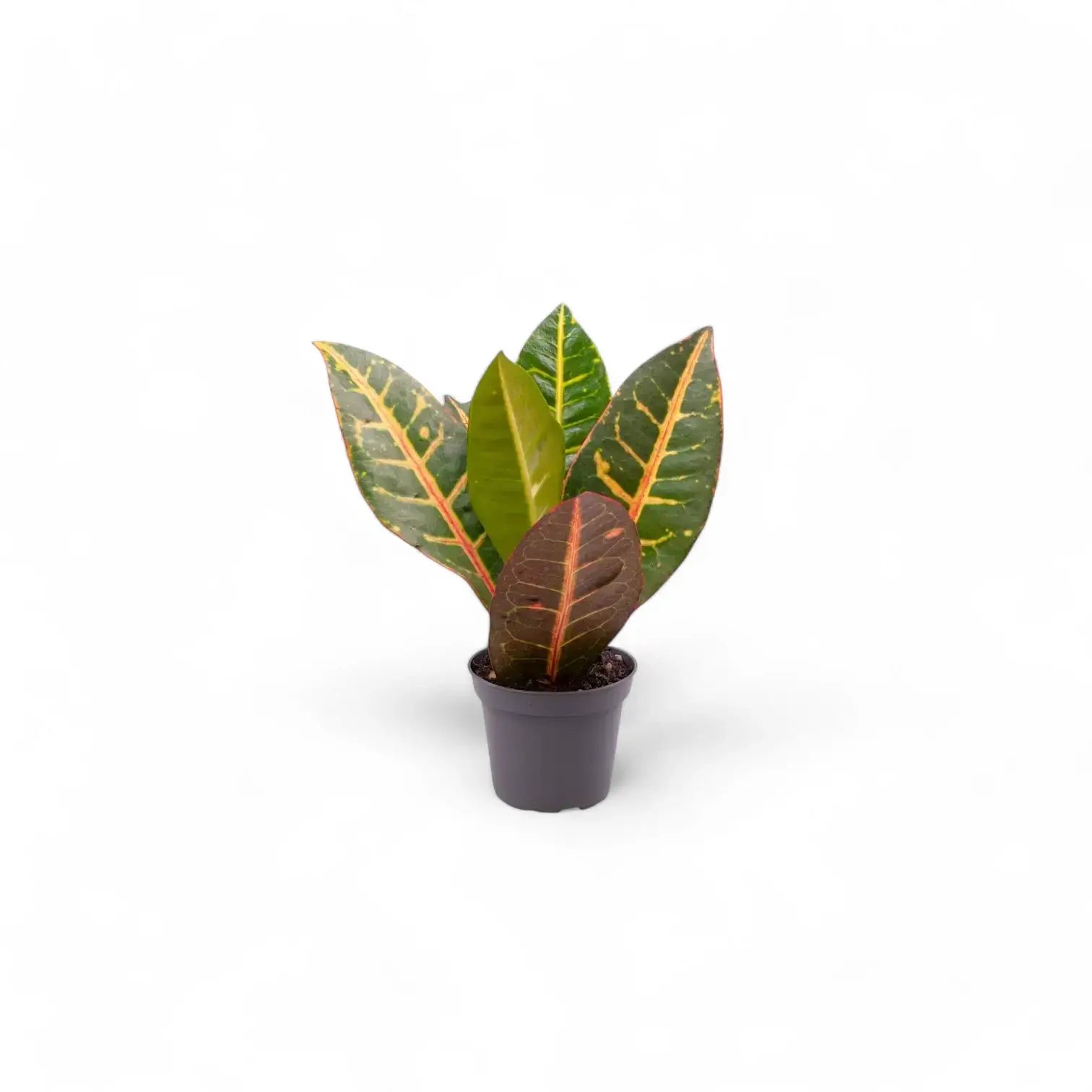 Codiaeum variegatum (Croton) 'Petra' potted houseplant in nursery pot on white background, product photo 3.