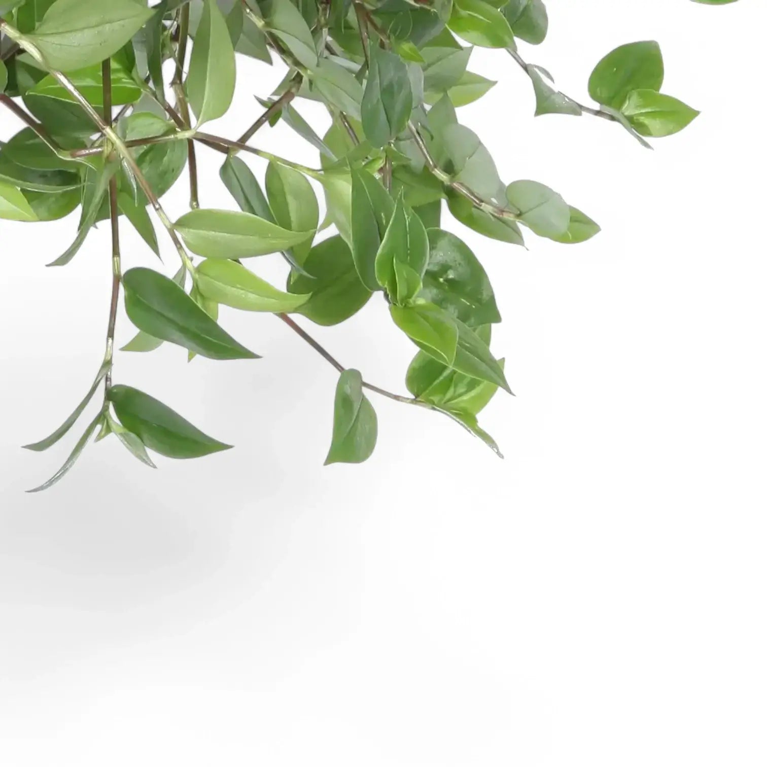Tradescantia mundula âGreen Hillâ leaf close-up on white background.