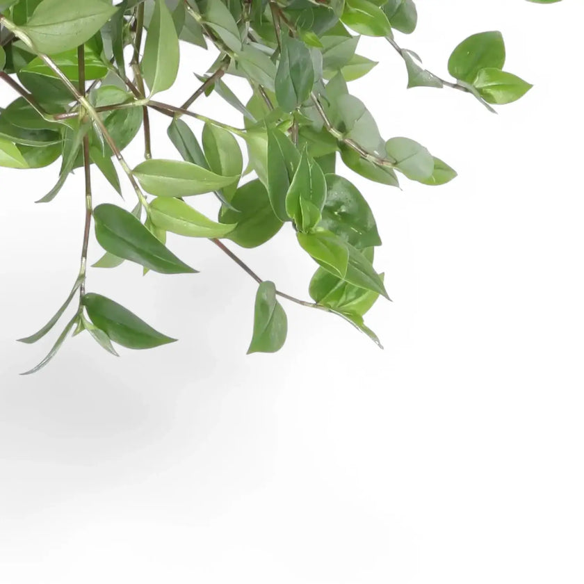 Nahaufnahme eines Blatts von Tradescantia mundula âGreen Hillâ vor weiĂem Hintergrund.