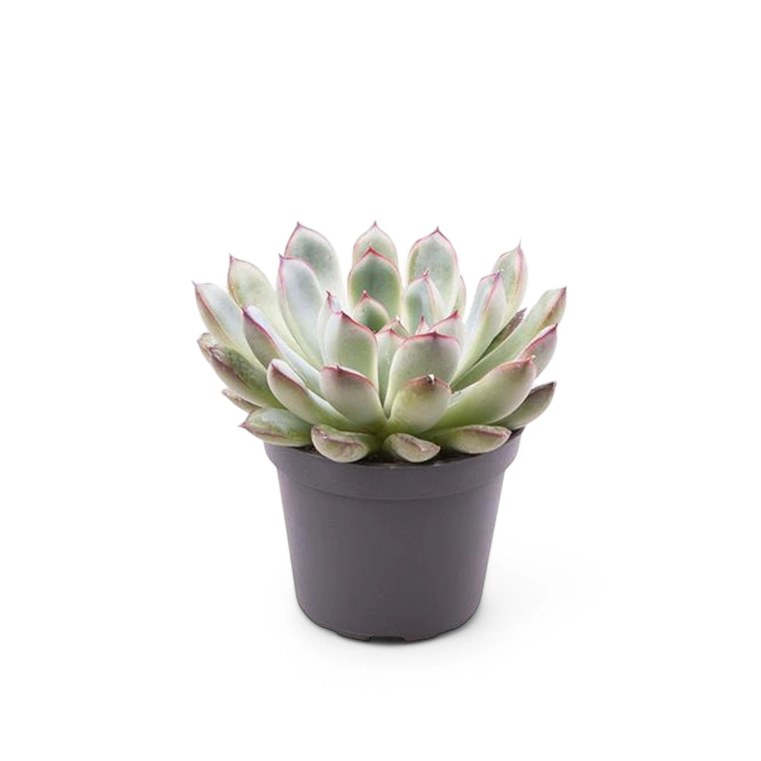 Echeveria pulidonis potted houseplant in nursery pot on white background, product photo 2.