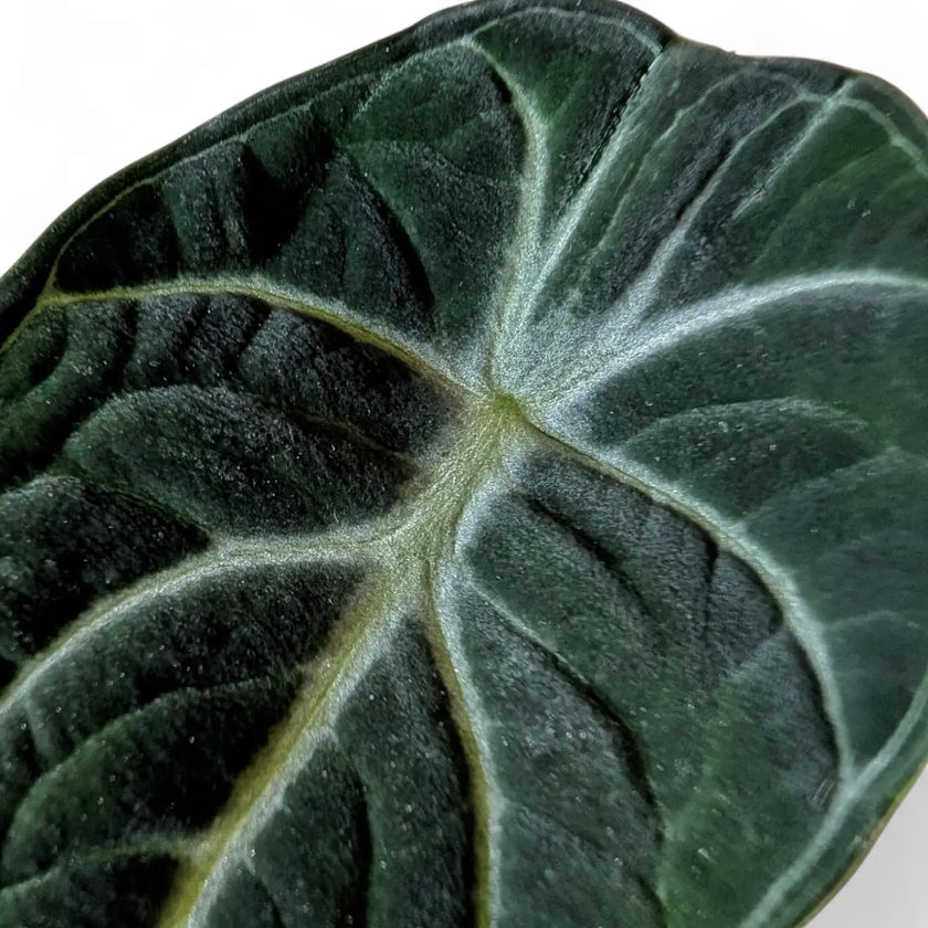 Alocasia reginula 'Ninja' leaf close-up on white background.