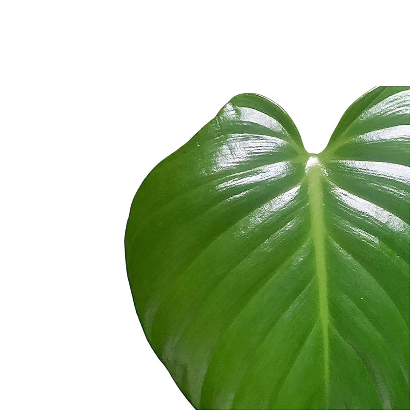 Philodendron eximium leaf close-up on white background.
