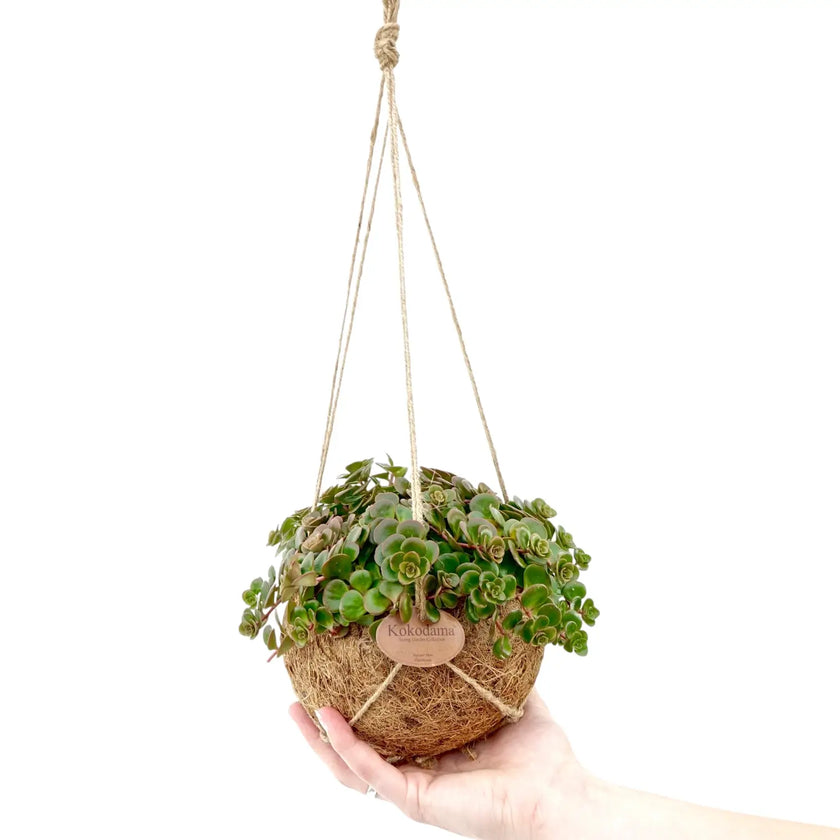 Sedum makinoi 'Tornado' in Kokodama â Zimmerpflanze im Kulturtopf auf weiĂem Hintergrund, Produktfoto 2.