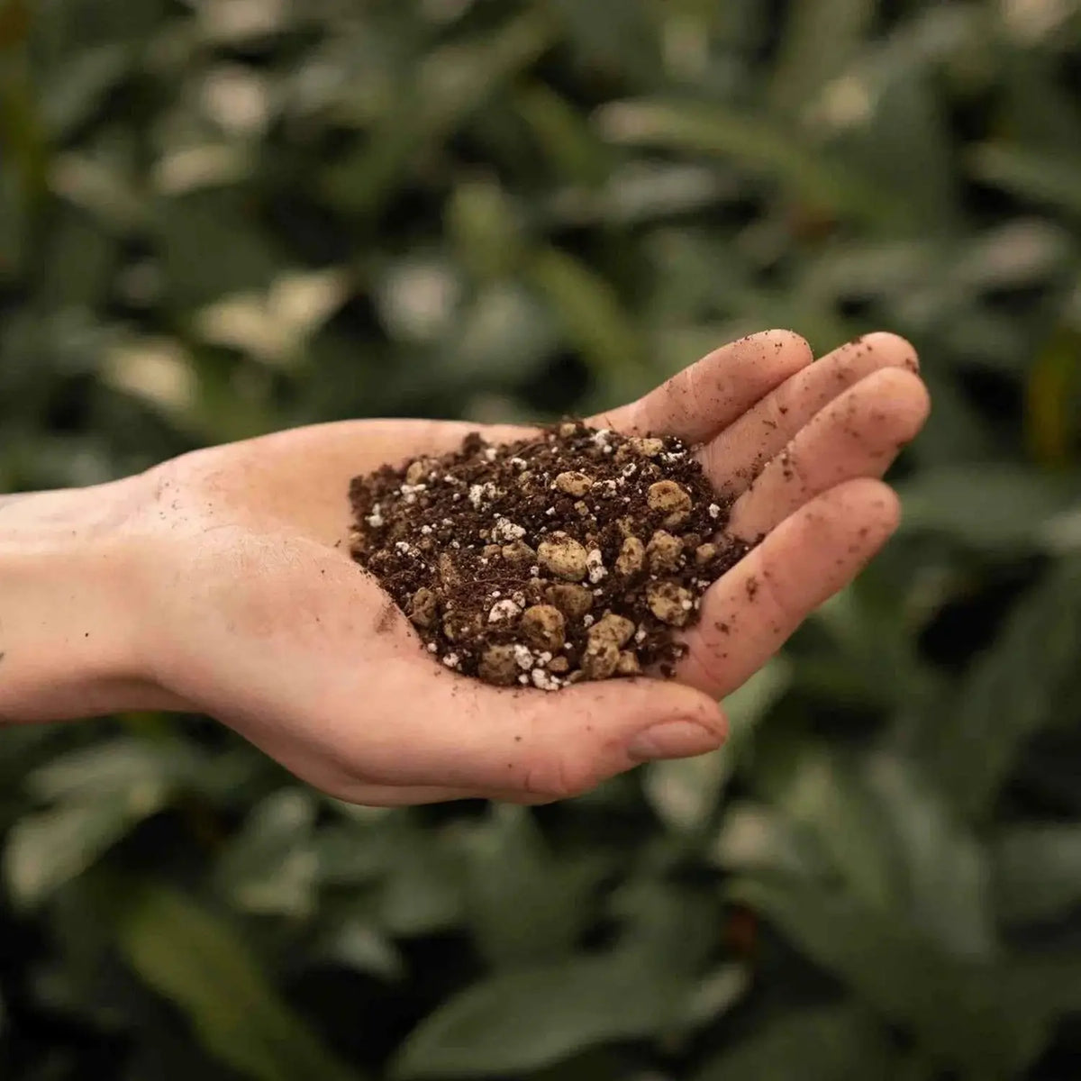 Bonsai Soil Mix on white background, product photo 4.
