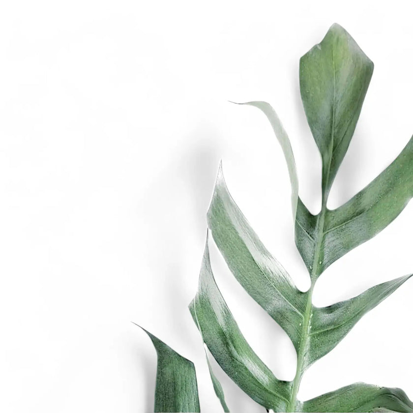 Epipremnum pinnatum 'Cebu Blue' leaf close-up on white background.