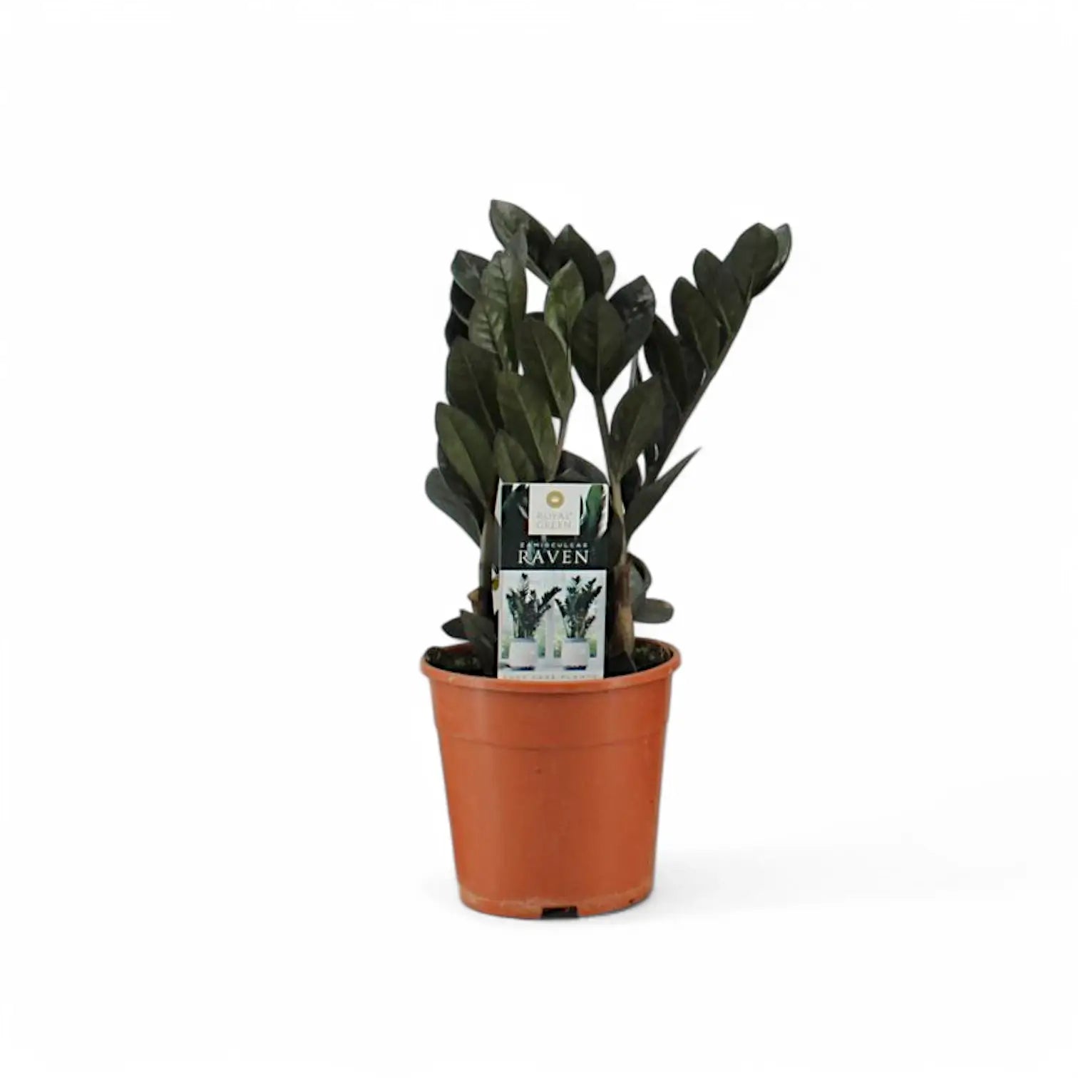 Zamioculcas zamiifolia 'Raven' potted houseplant in nursery pot on white background, product photo 3.