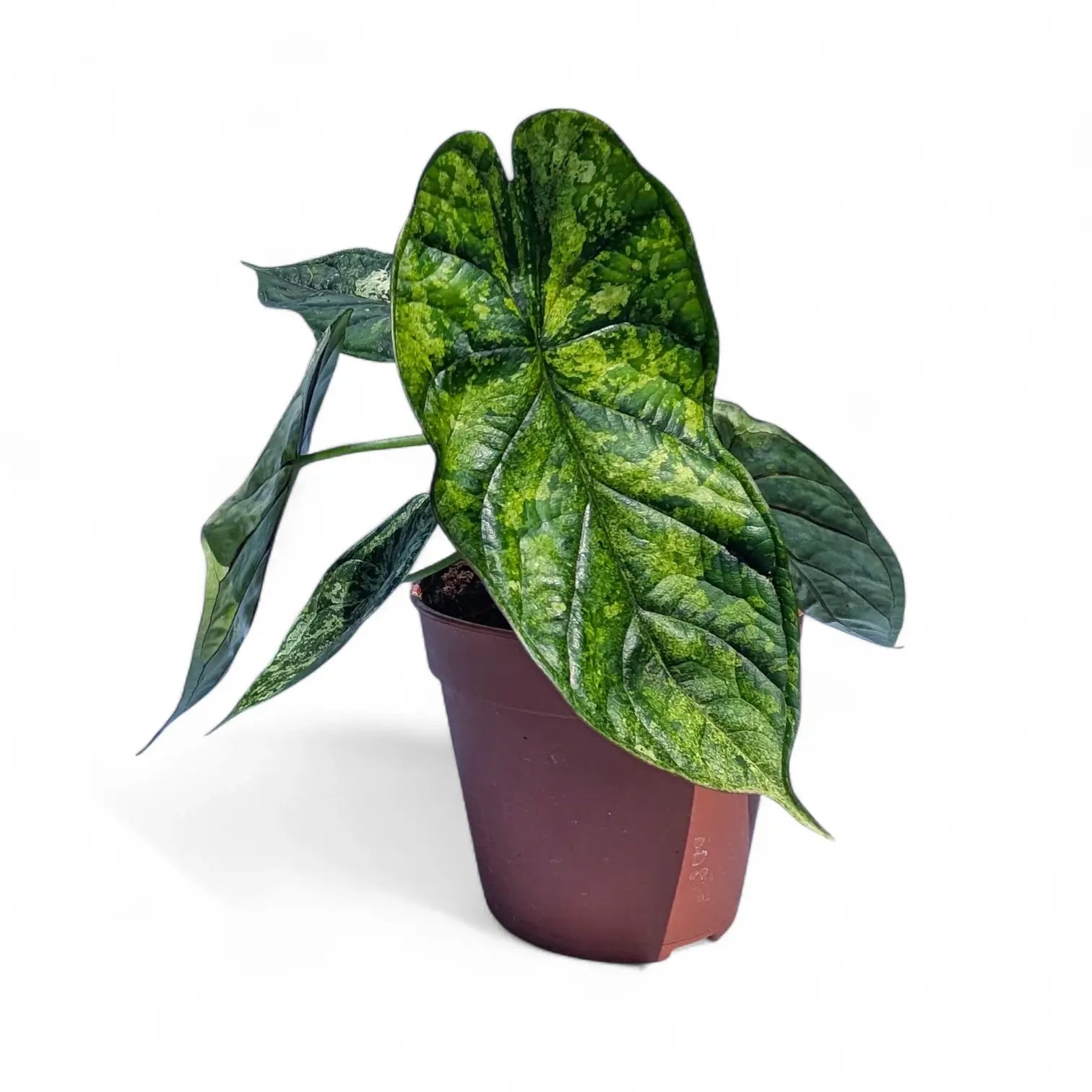 Alocasia baginda 'Dragon scale' Mint Variegata – Zimmerpflanze im Kulturtopf auf weißem Hintergrund, Produktfoto 6.