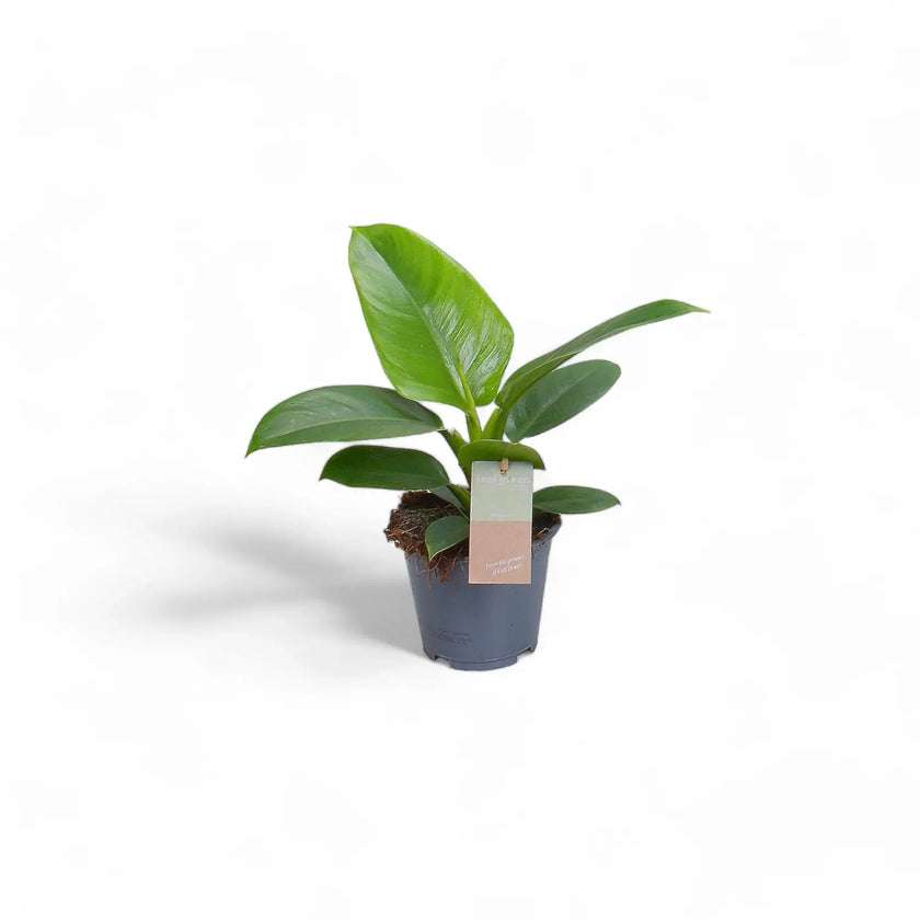 Philodendron 'Imperial Green' potted houseplant in nursery pot on white background, product photo 3.