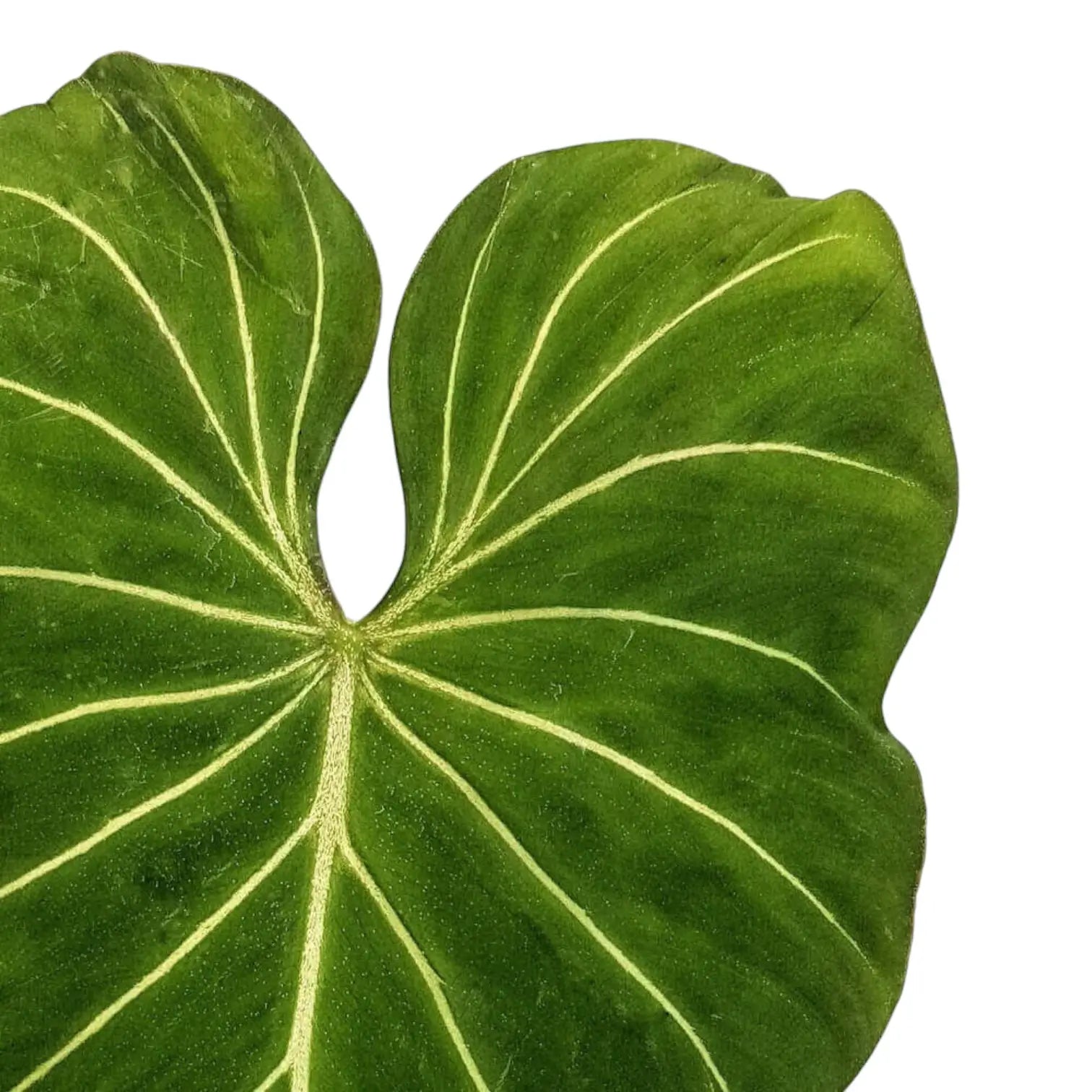 Nahaufnahme eines Blatts von Philodendron gloriosum vor weiĂźem Hintergrund.