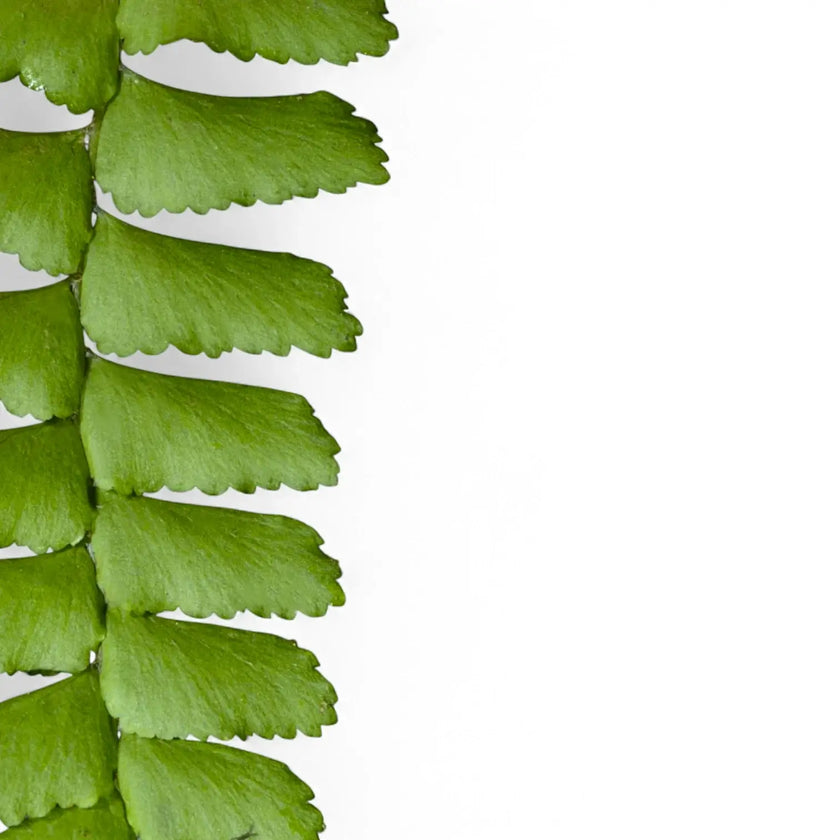 Didymochlaena truncatula leaf close-up on white background.