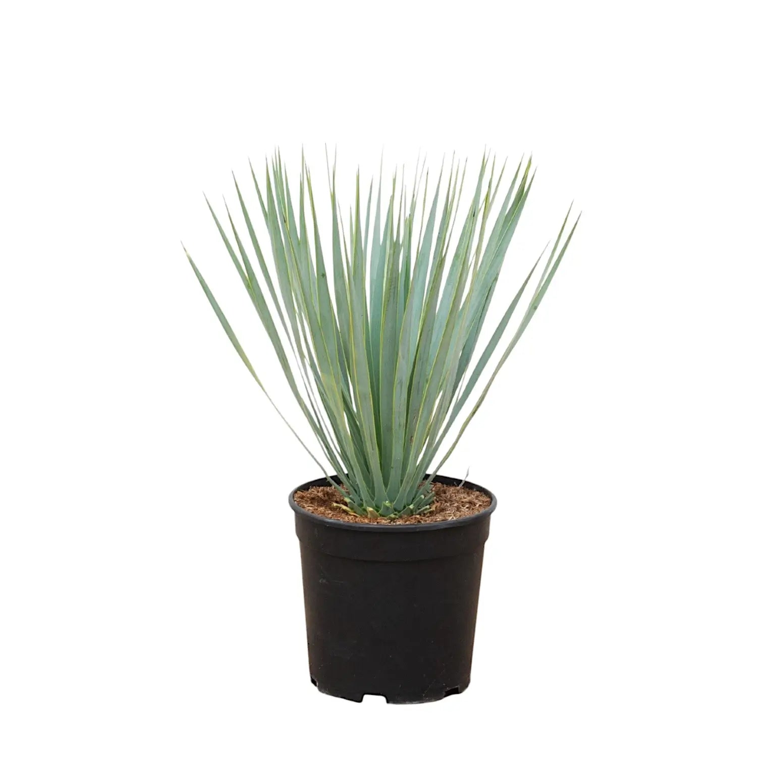 Yucca rostrata potted houseplant in nursery pot on white background, product photo 2.