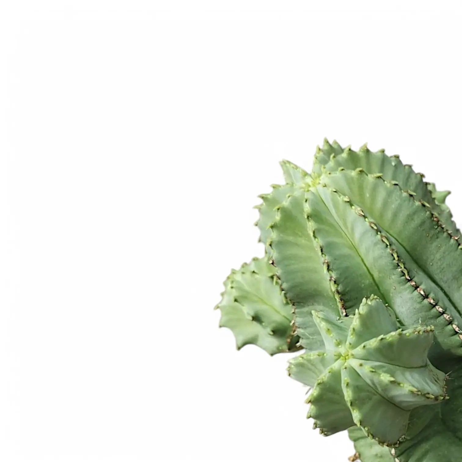 Euphorbia fruticosa 'Inermis' leaf close-up on white background.