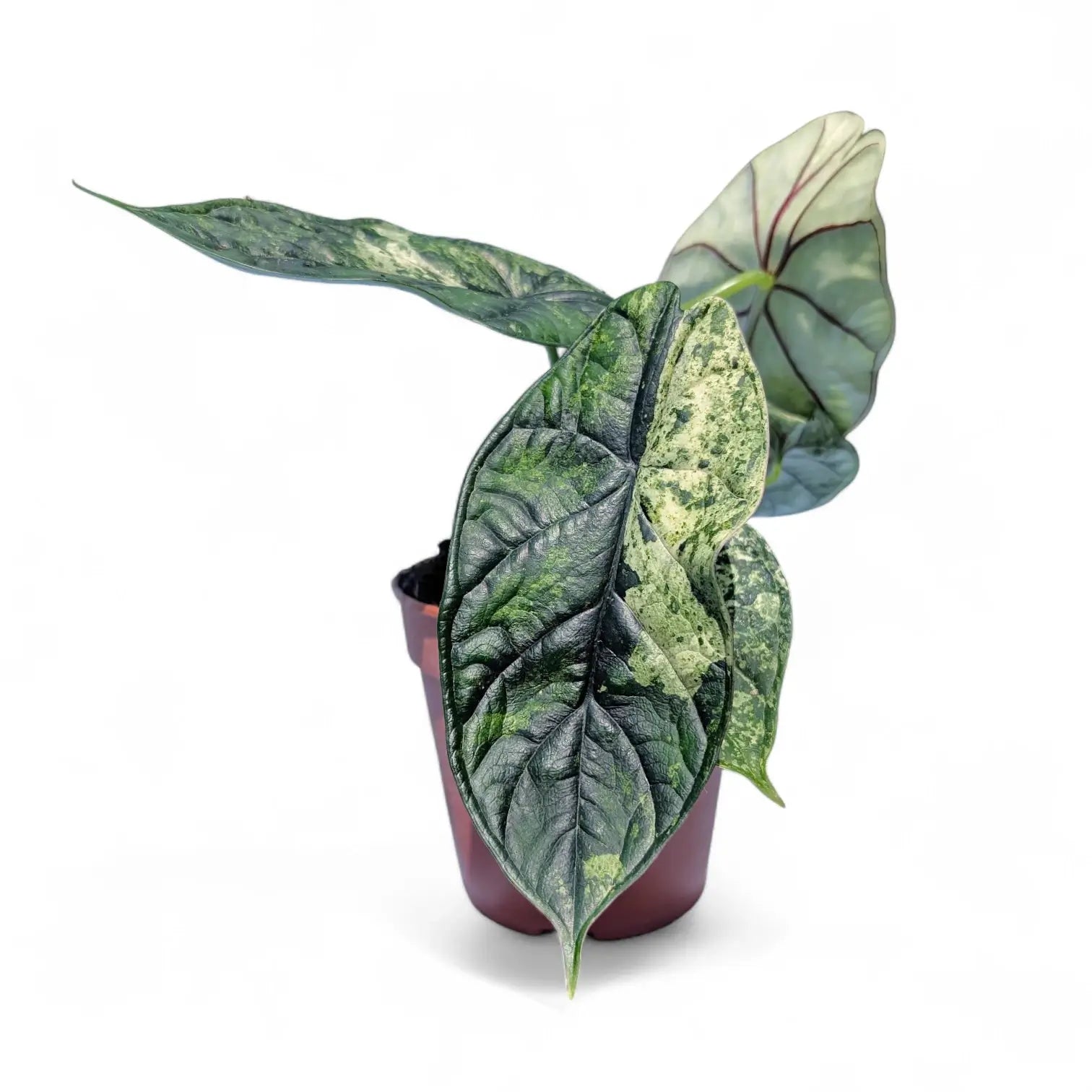 Alocasia baginda 'Dragon scale' Mint Variegata – Zimmerpflanze im Kulturtopf auf weißem Hintergrund, Produktfoto 3.