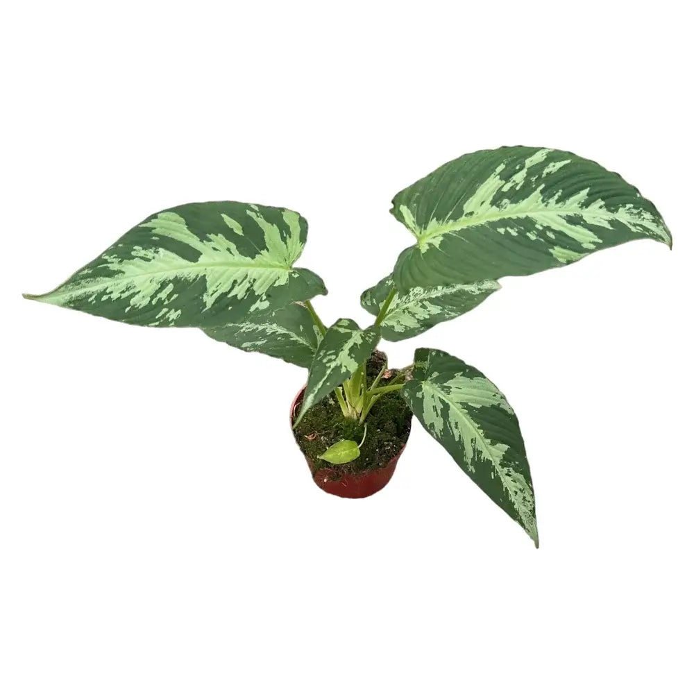 Schismatoglottis pusilla potted houseplant in nursery pot on white background, product photo 2.