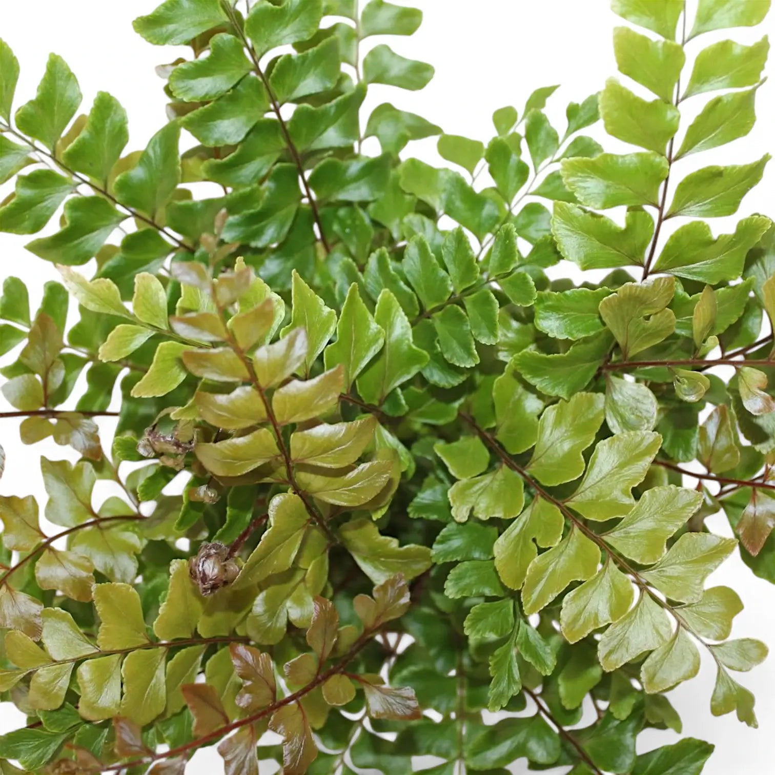 Didymochlaena truncatula – Topfpflanze im Kulturtopf vor weißem Hintergrund, Produktfoto 7.