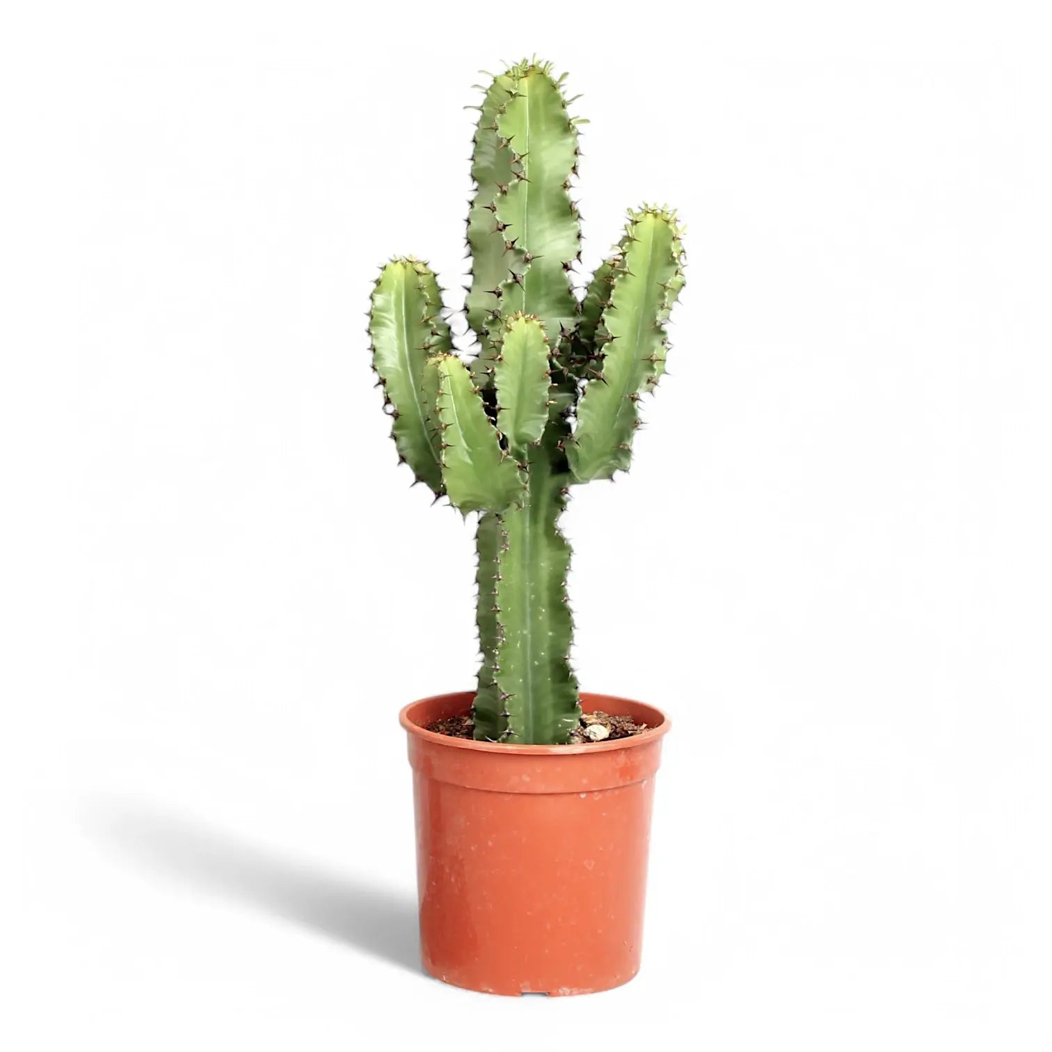 Euphorbia abyssinica var. erythraeae potted houseplant in nursery pot on white background, product photo 3.
