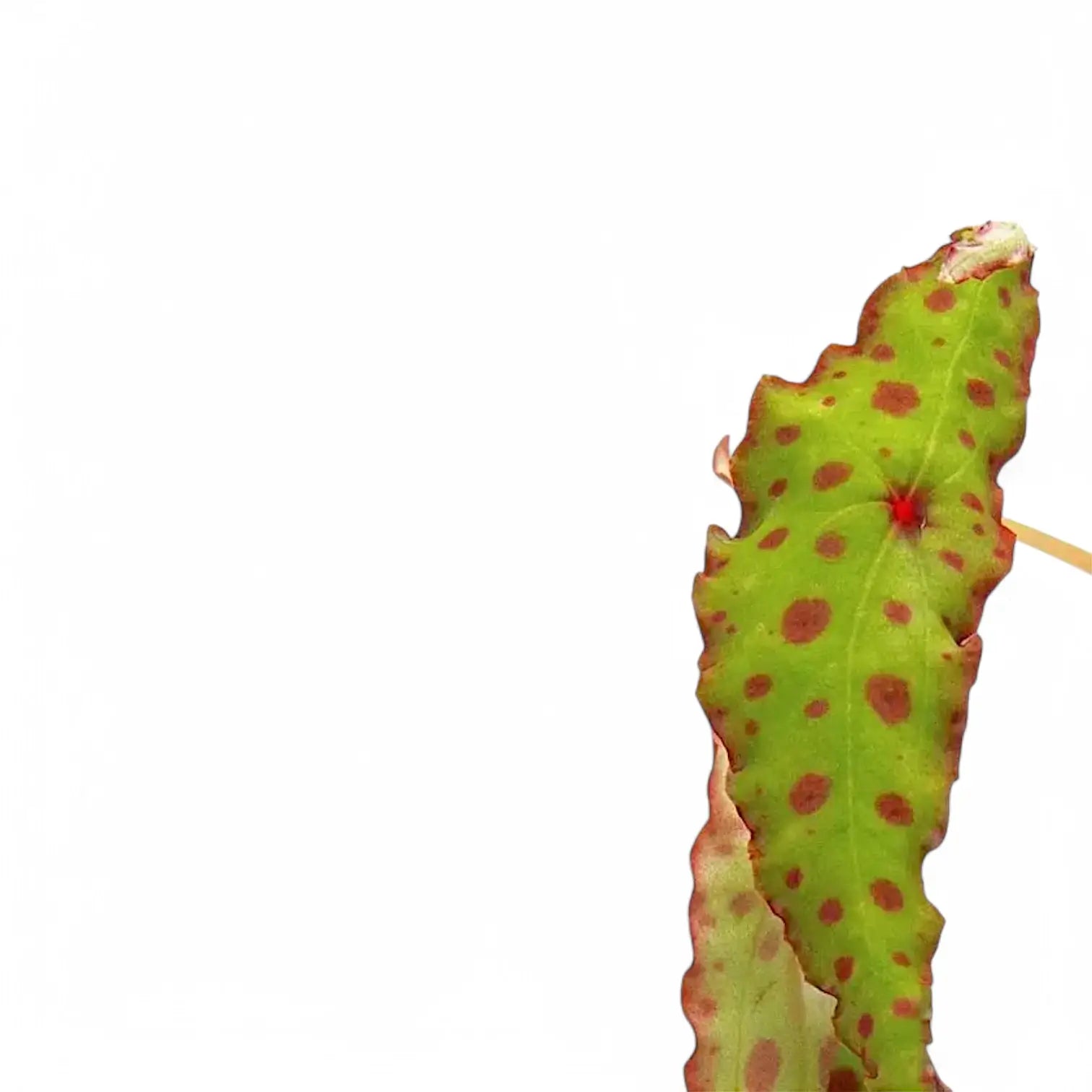 Nahaufnahme eines Blatts von Begonia amphioxus vor weiĂźem Hintergrund.