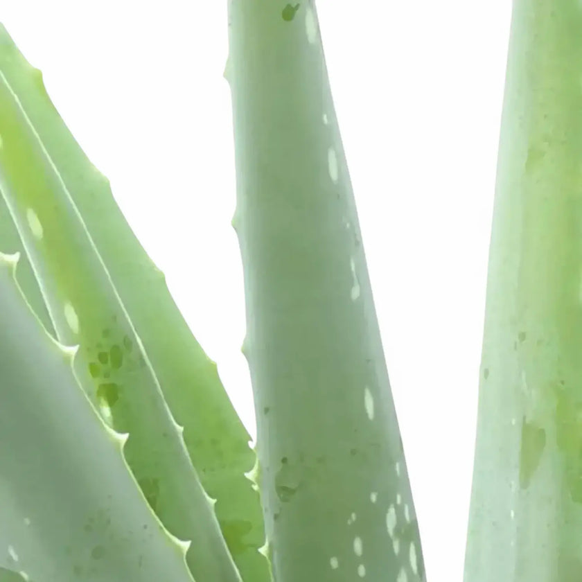 Aloe vera leaf close-up on white background.