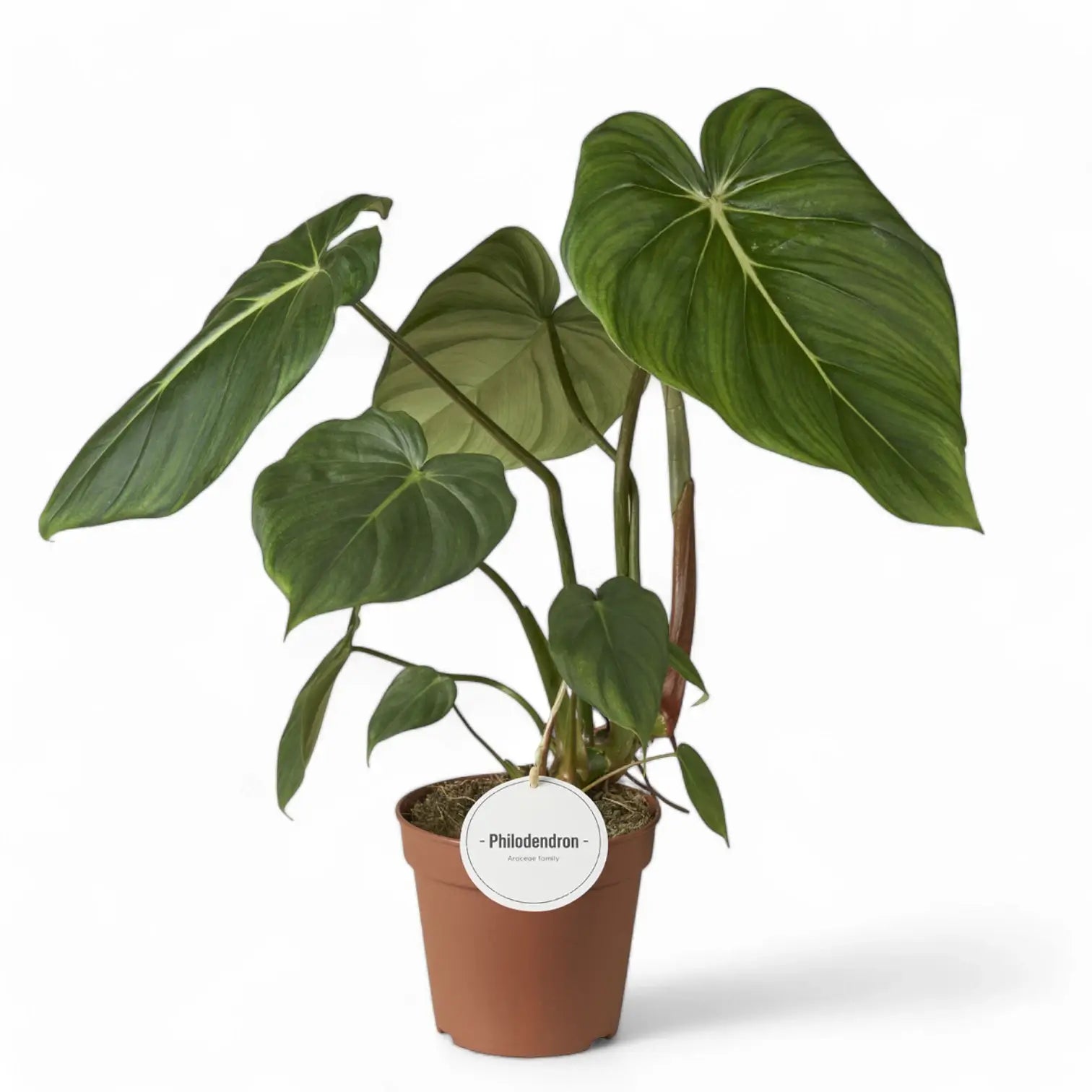 Philodendron pastazanum potted houseplant in nursery pot on white background, product photo 2.