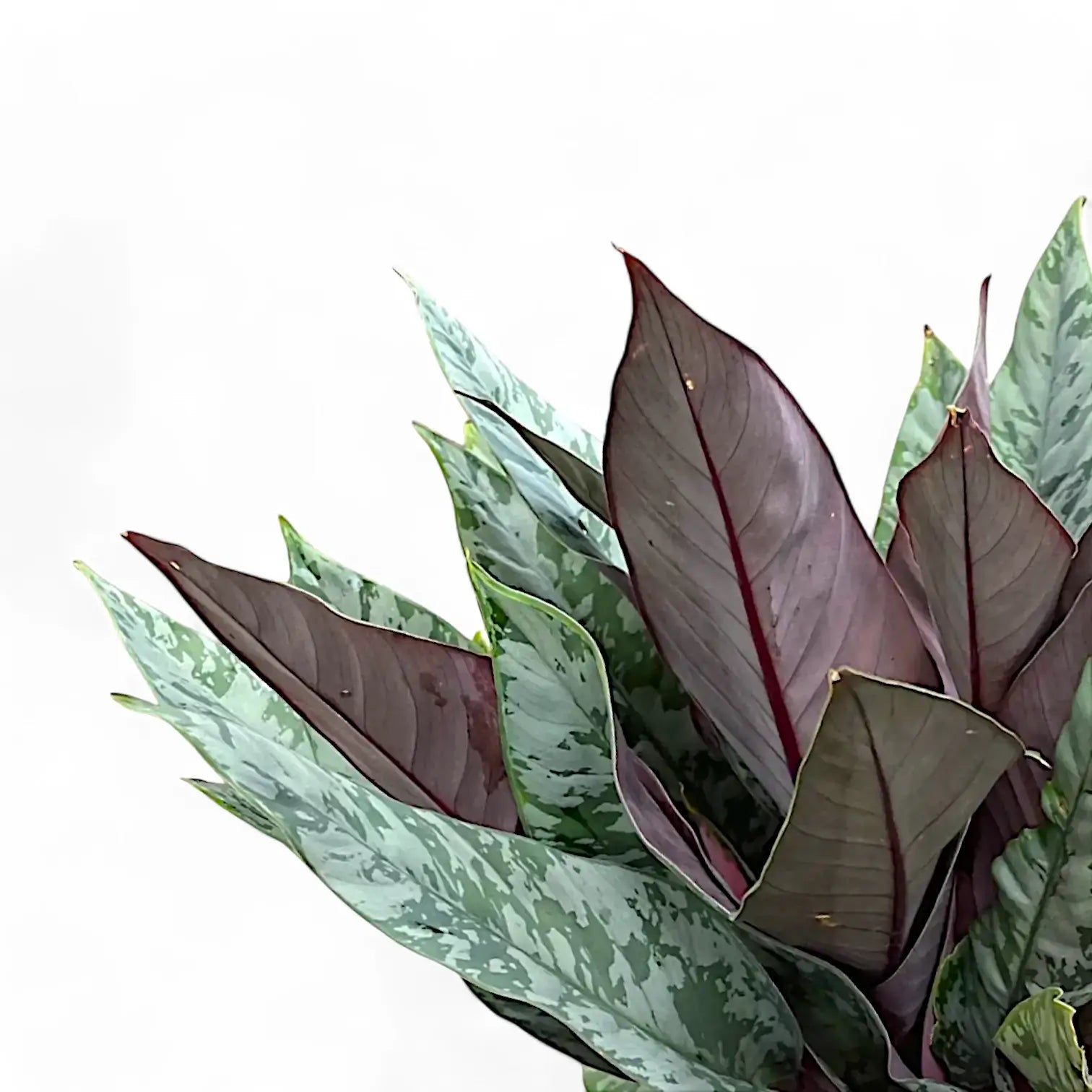 Nahaufnahme von Apoballis acuminatissima 'Lavallaei' ('Purple Sword') vor weißem Hintergrund.