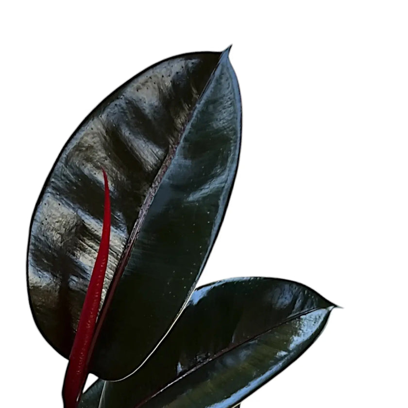 Ficus elastica 'Abidjan' potted houseplant in nursery pot on white background, product photo 2.