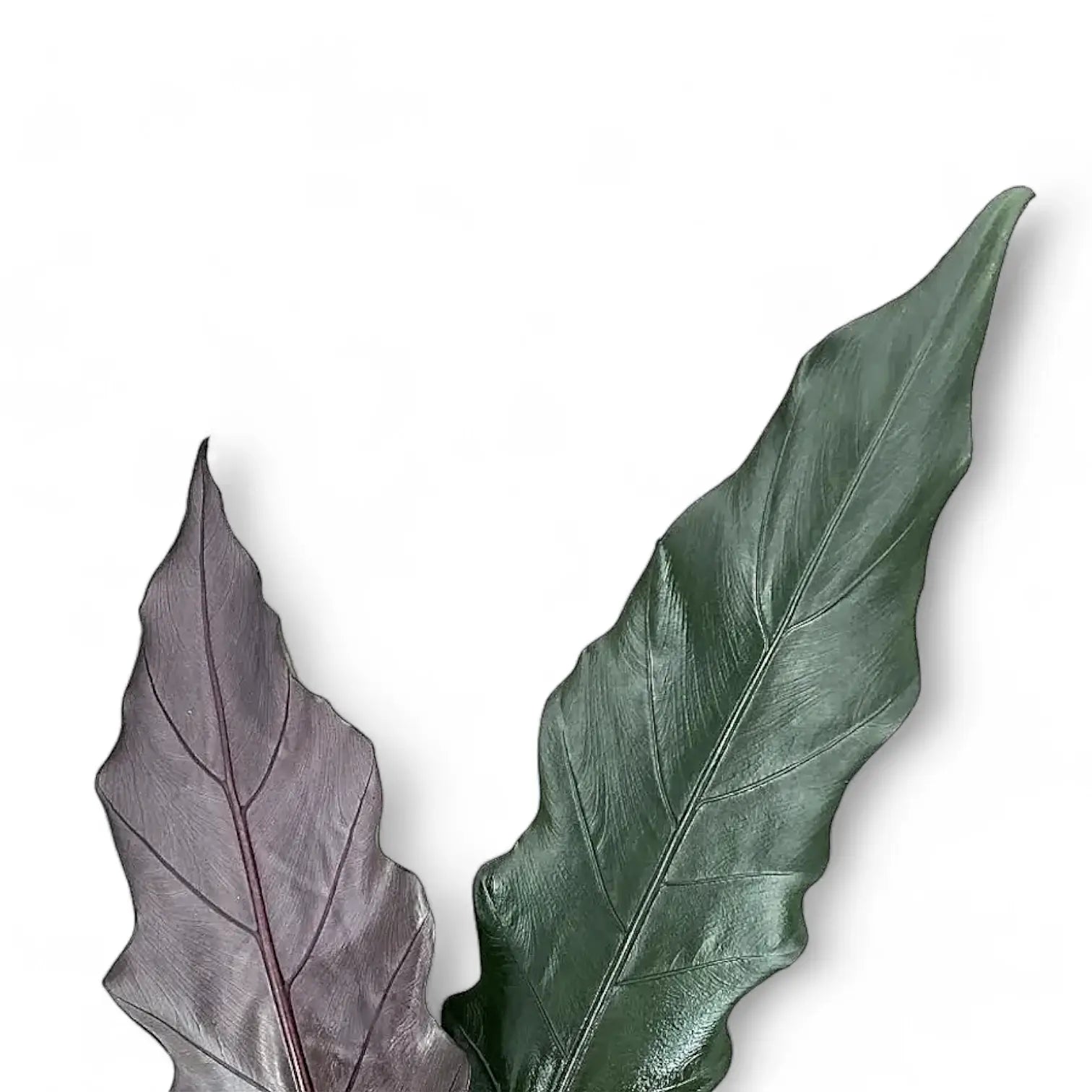 Alocasia lauterbachiana potted houseplant in nursery pot on white background, product photo 5.