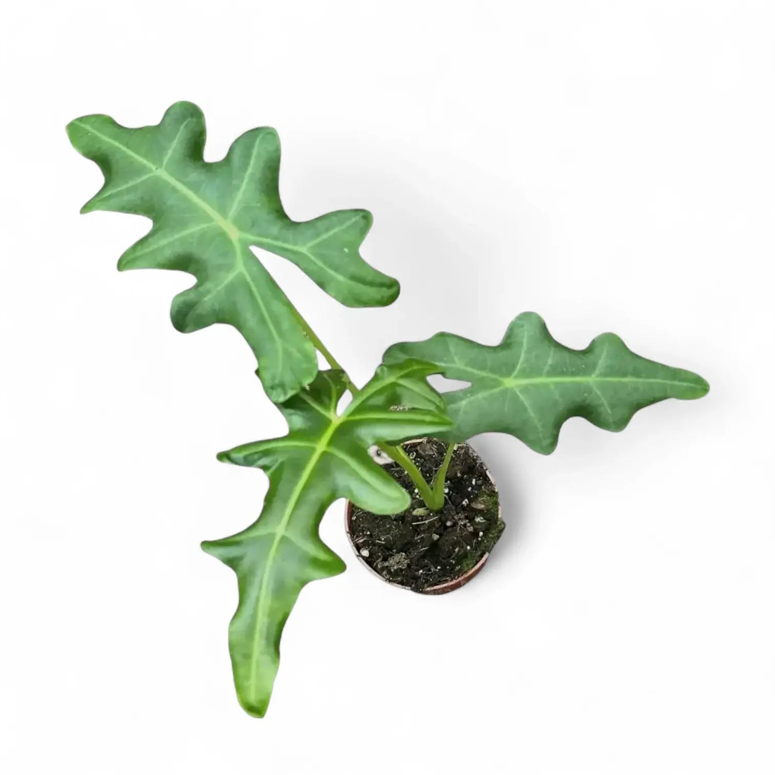 Alocasia portei – Topfpflanze im Kulturtopf vor weißem Hintergrund, Produktfoto 3.