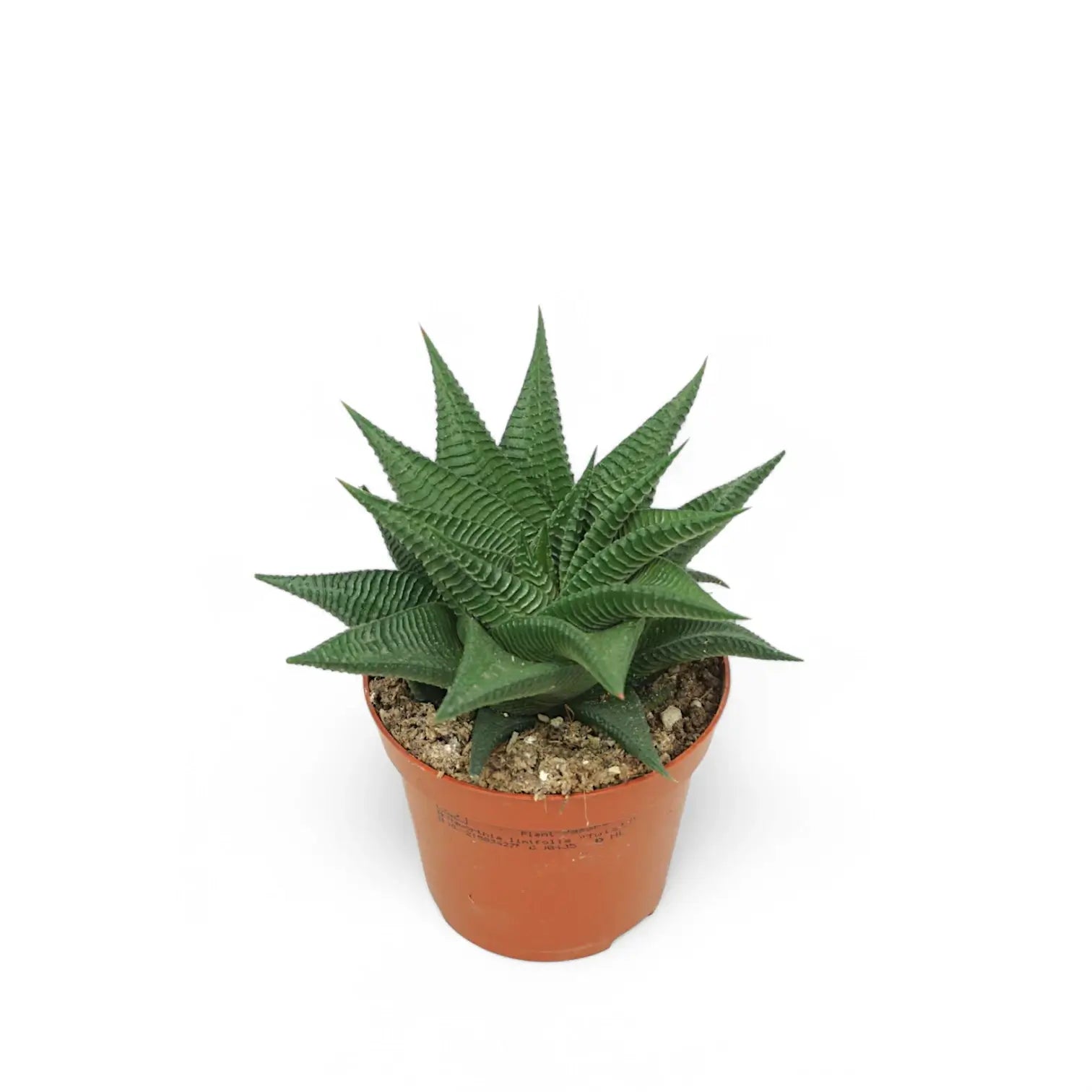 Haworthiopsis limifolia – Zimmerpflanze im Kulturtopf auf weißem Hintergrund, Produktfoto 5.