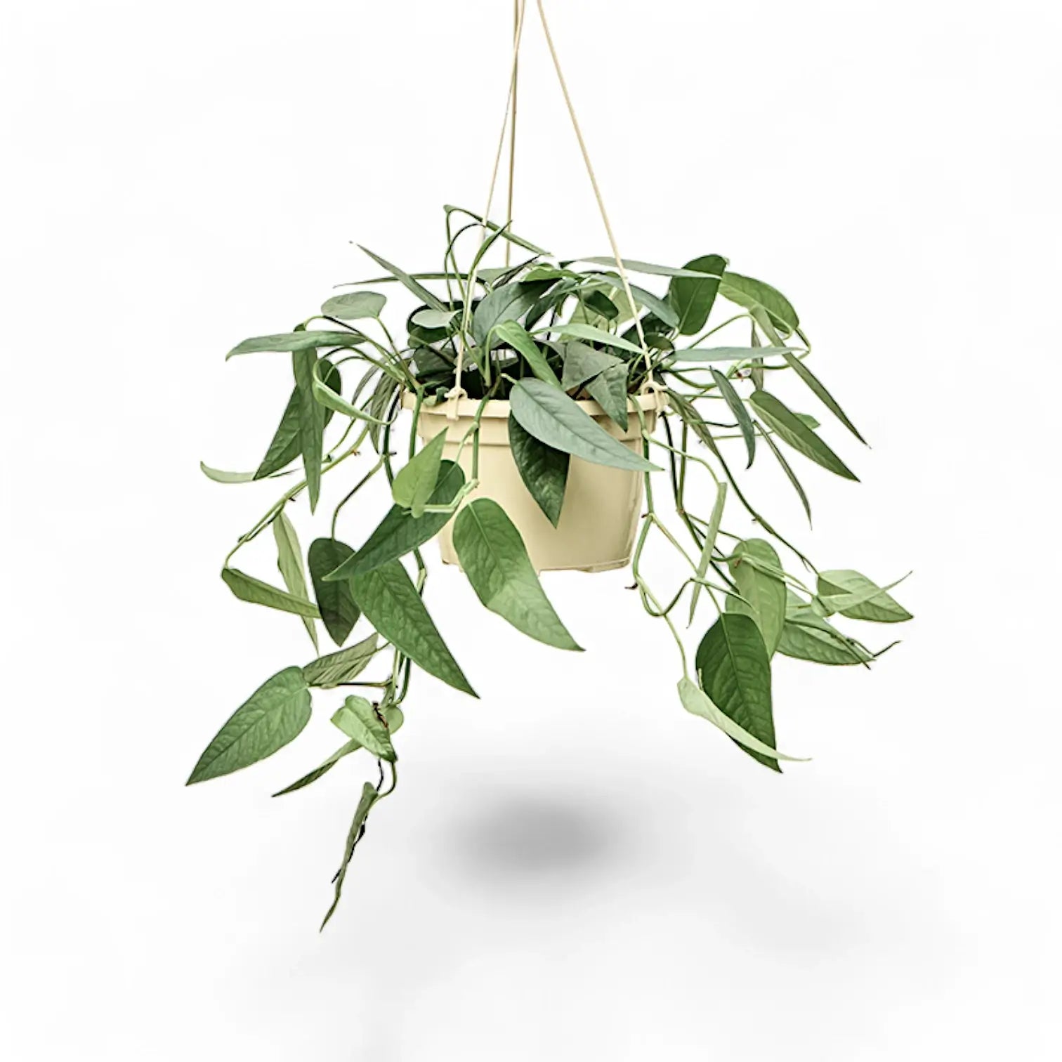 Epipremnum pinnatum 'Cebu Blue' – Topfpflanze im Kulturtopf vor weißem Hintergrund, Produktfoto 6.