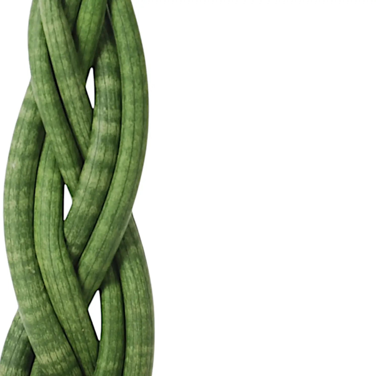 Dracaena angolensis (Sansevieria cylindrica) 'Twister' leaf close-up on white background.