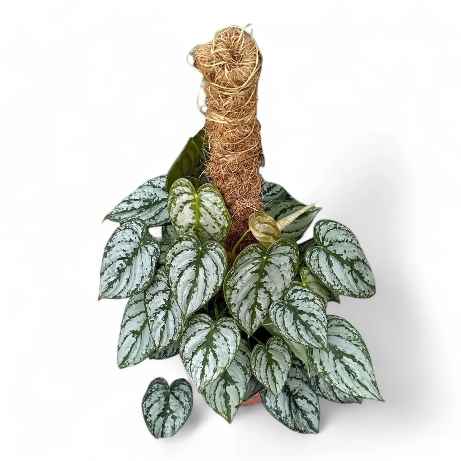 Philodendron brandtianum potted houseplant in nursery pot on white background, product photo 7.