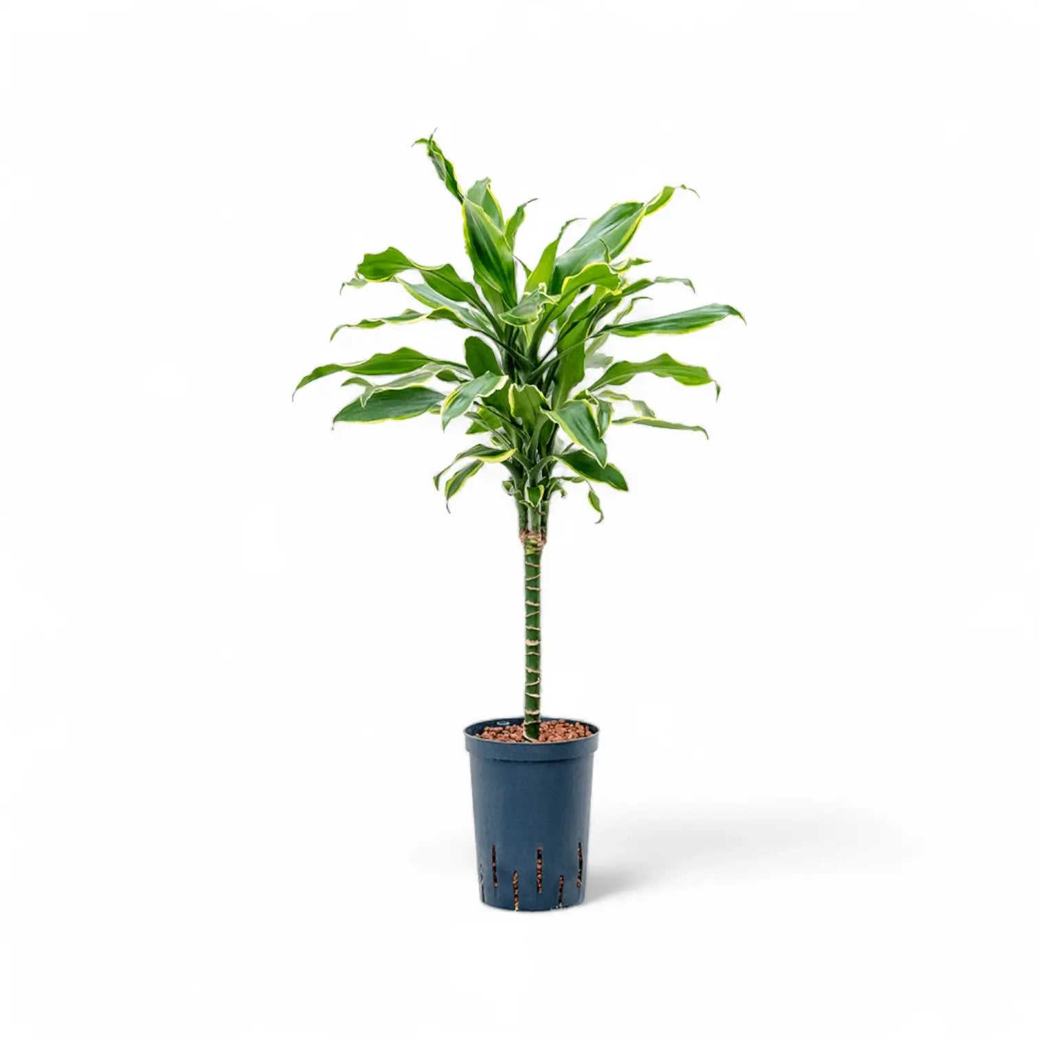 Dracaena fragrans 'Golden Coast' potted houseplant in nursery pot on white background, product photo 6.
