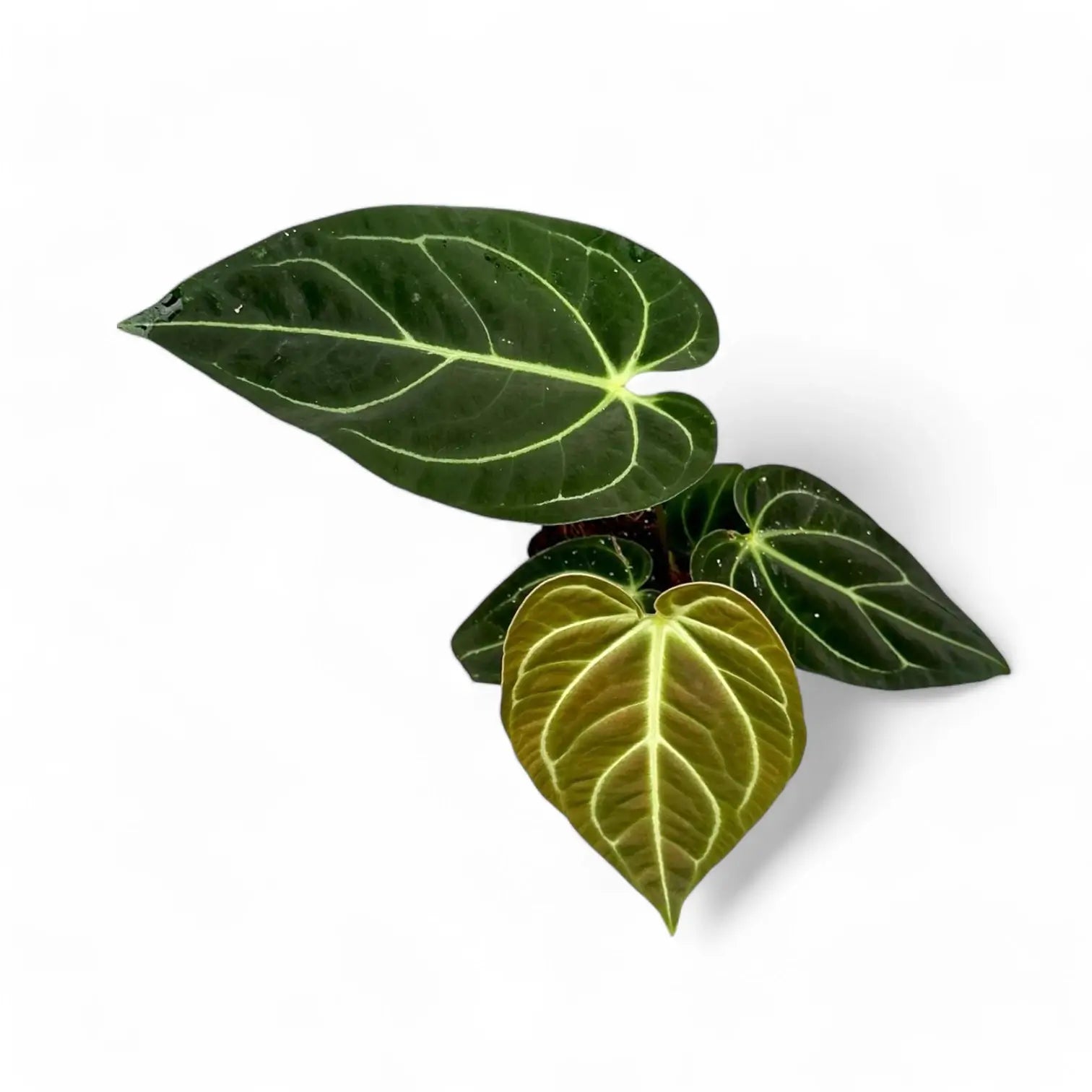 Anthurium regale – Topfpflanze im Kulturtopf vor weißem Hintergrund, Produktfoto 14.