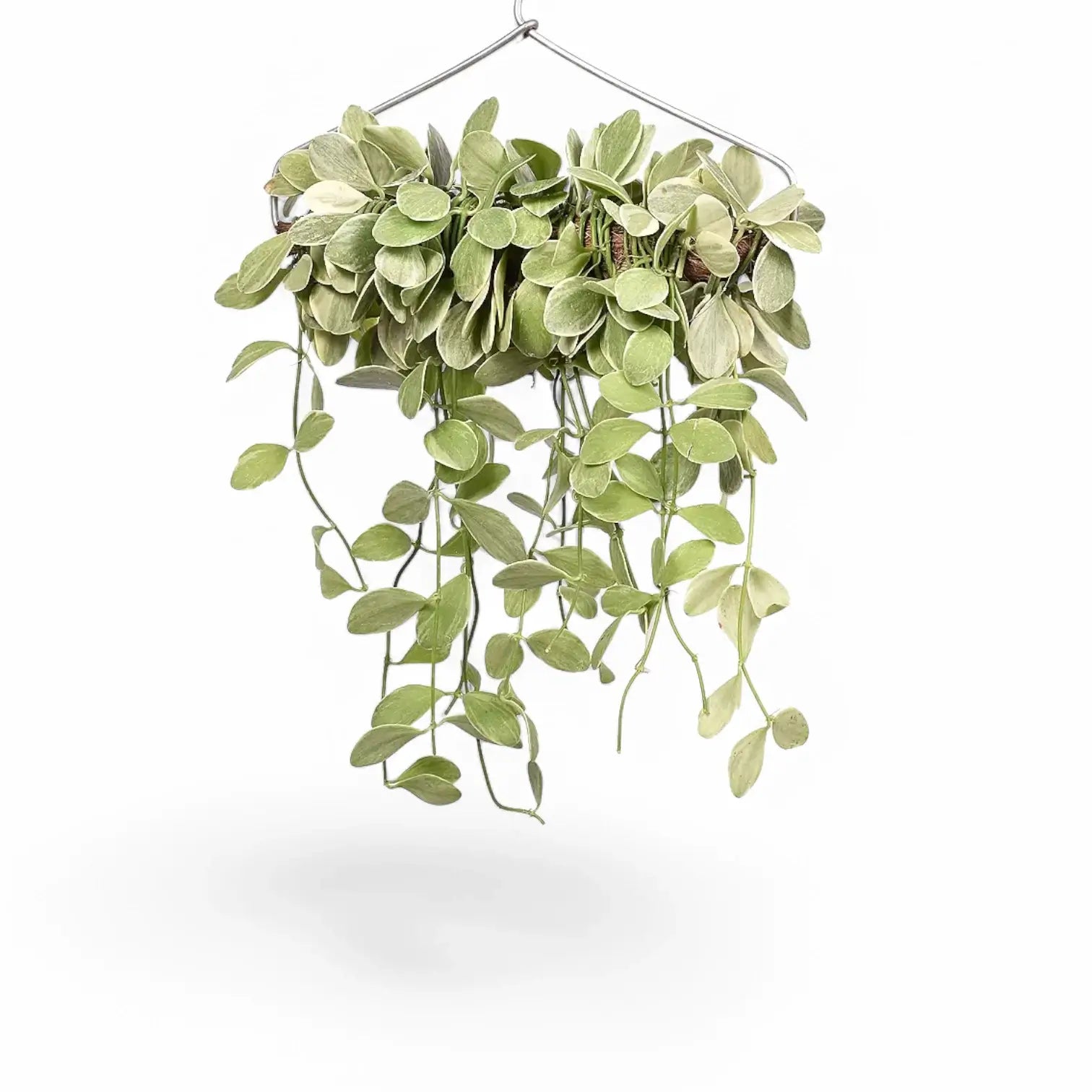 Dischidia oiantha 'White Diamond' potted houseplant in nursery pot on white background, product photo 3.