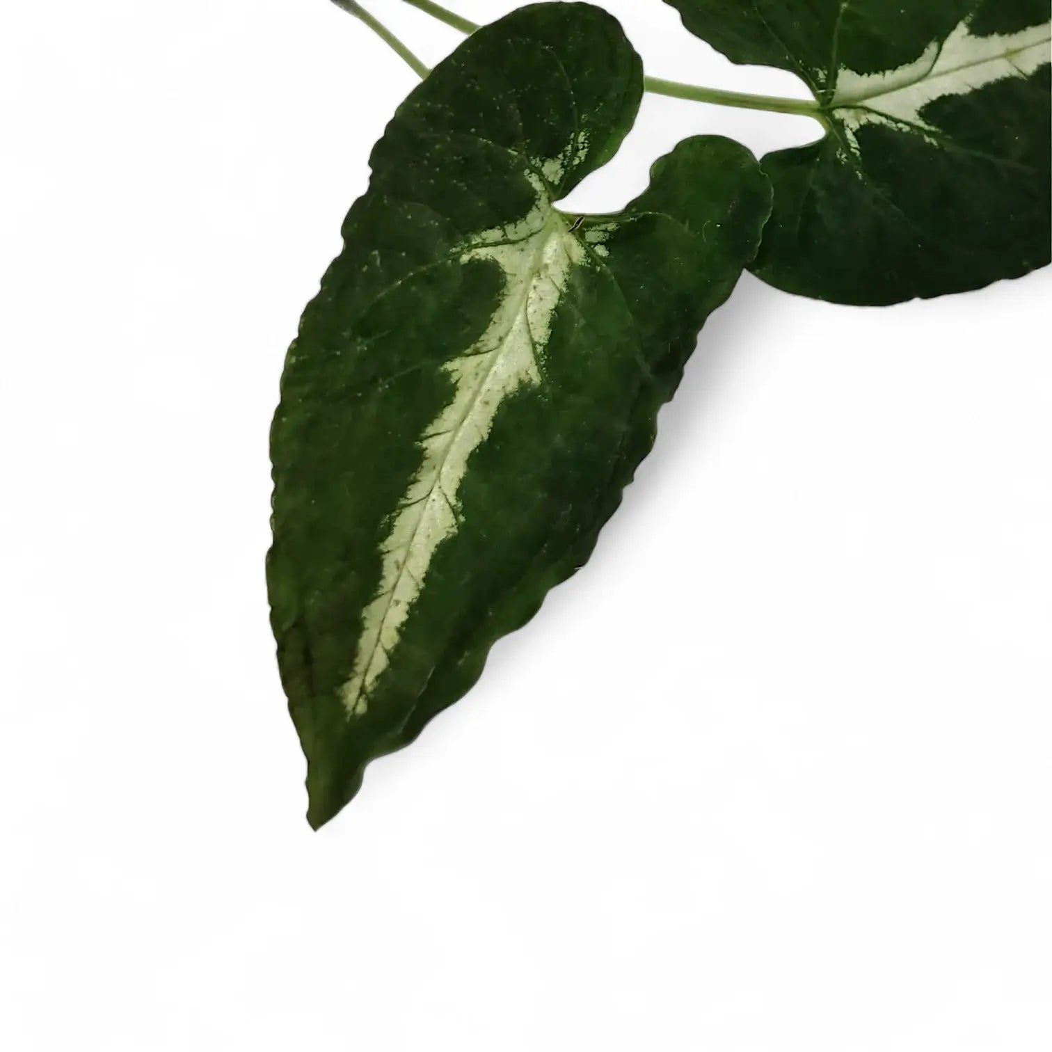 Nahaufnahme eines Blatts von Syngonium wendlandii vor weiĂźem Hintergrund.