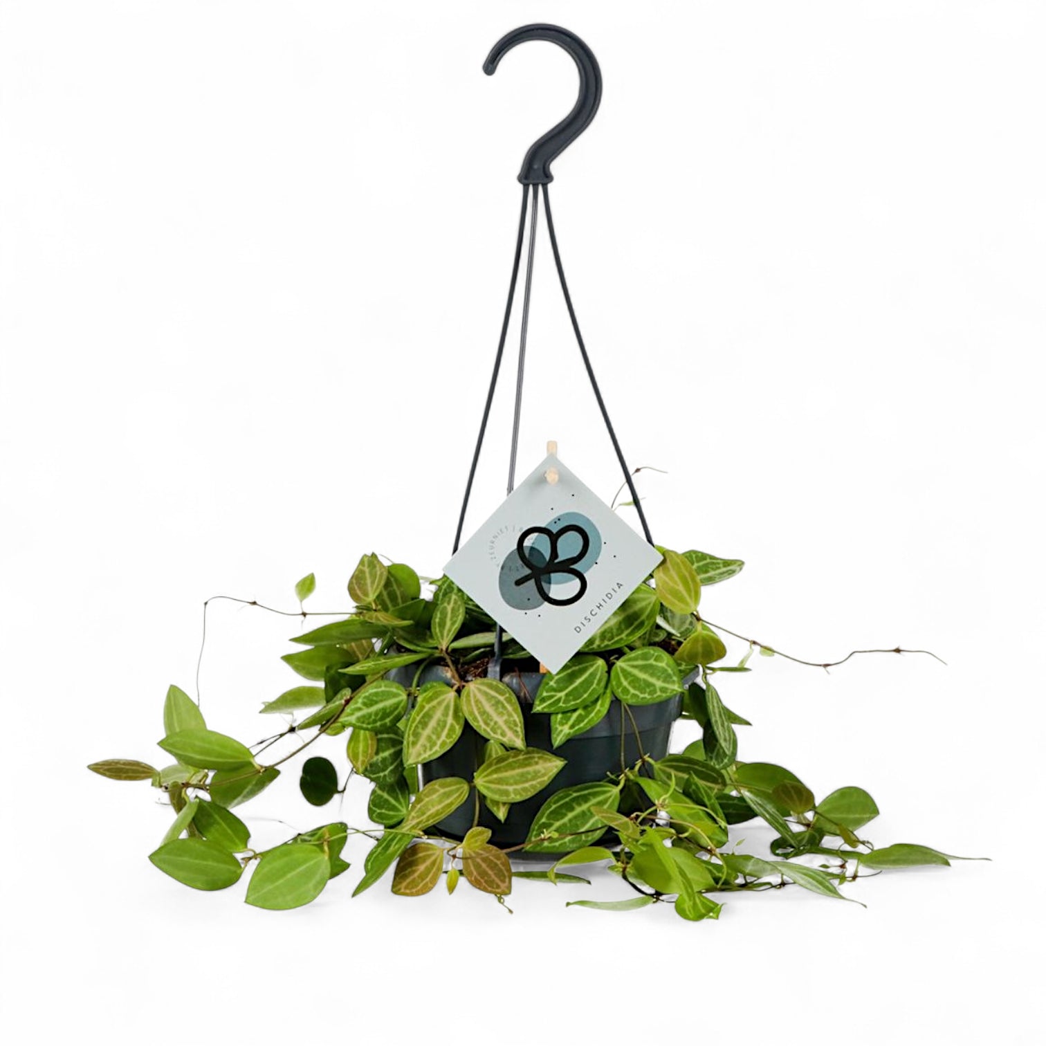 Dischidia ovata 'Melon' potted houseplant in nursery pot on white background, product photo 2.