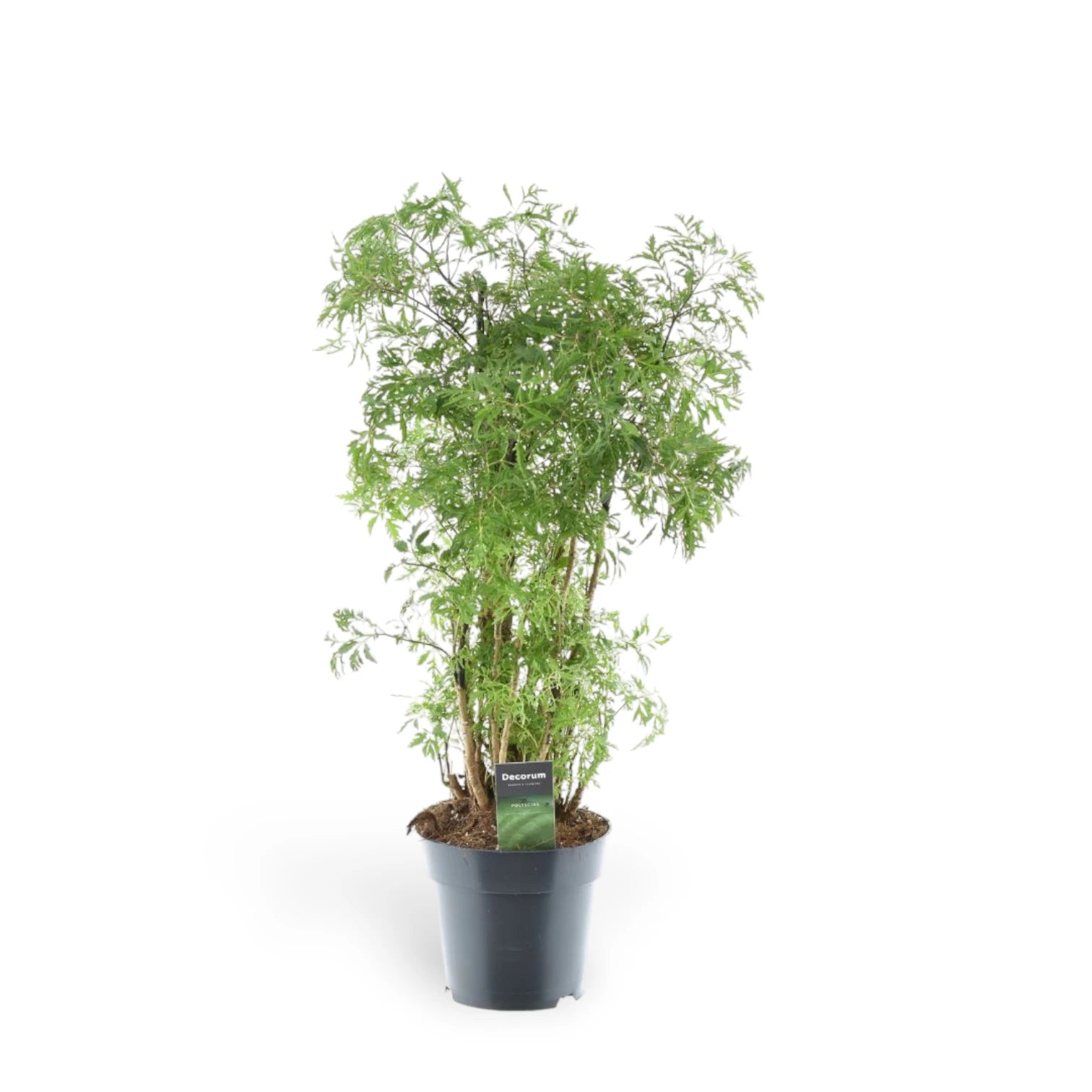 Polyscias fruticosa 'Ming' ('Ming Aralia') potted houseplant in nursery pot on white background, product photo 3.