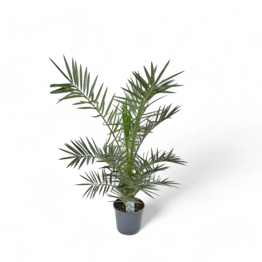 Phoenix canariensis potted houseplant in nursery pot on white background, product photo 3.