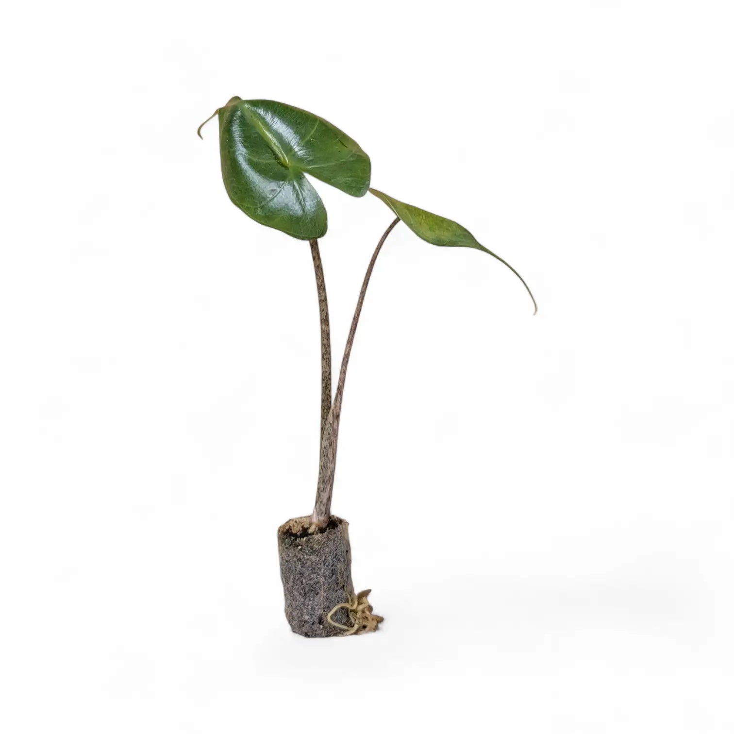 Alocasia macrorrhizos 'Stingray' – Topfpflanze im Kulturtopf vor weißem Hintergrund, Produktfoto 4.