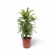 Dracaena fragrans 'Lemon Lime' – Topfpflanze im Kulturtopf vor weißem Hintergrund, Produktfoto 10.
