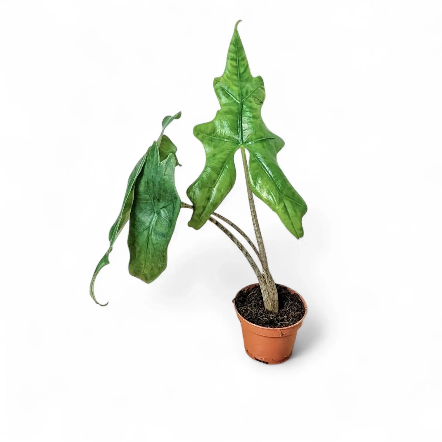 Alocasia nycteris 'Batwing' – Topfpflanze im Kulturtopf vor weißem Hintergrund, Produktfoto 5.